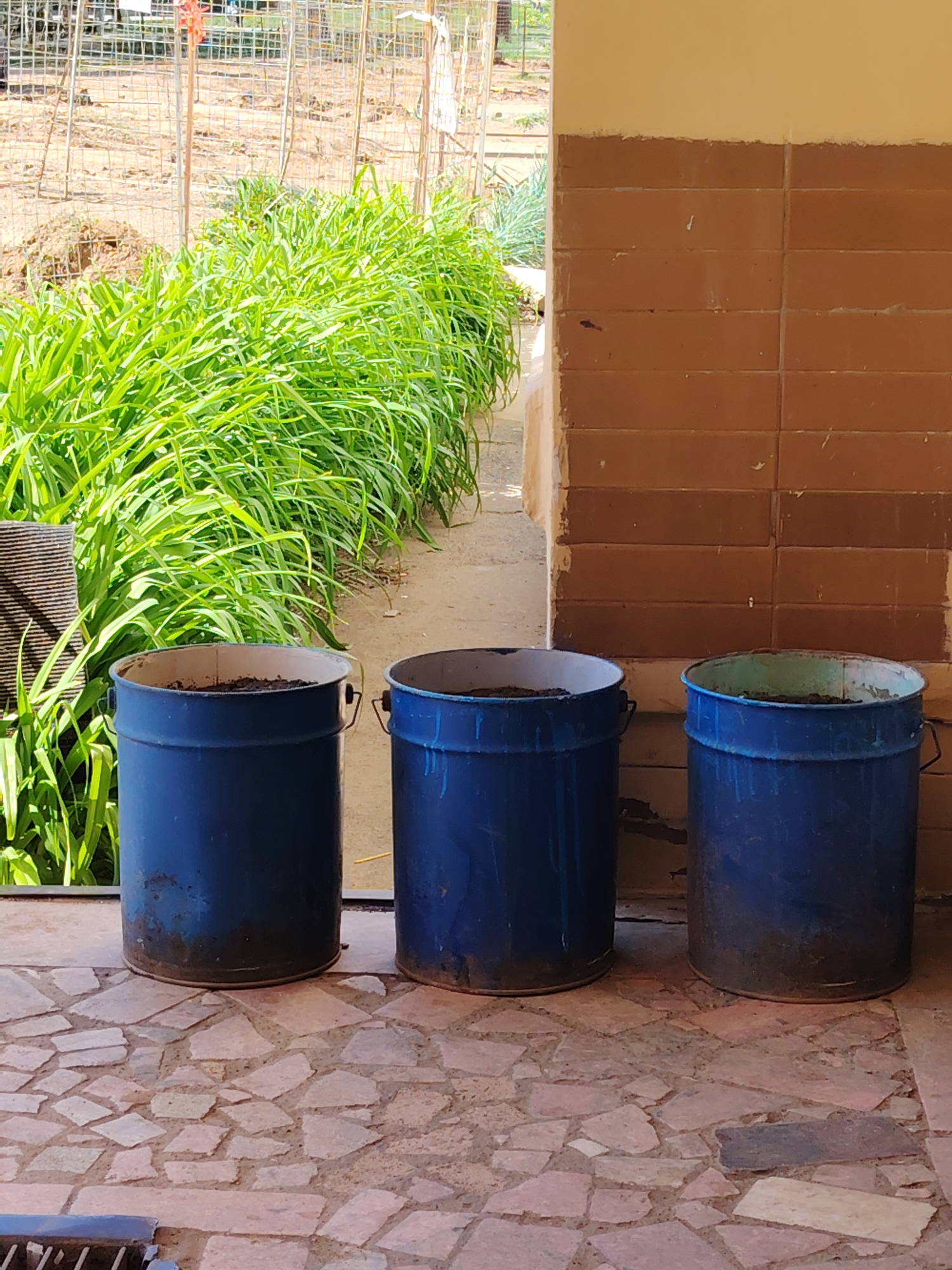 The image shows three blue metal barrels, likely repurposed as planters, arranged in a row on a stone-tiled patio. The barrels are filled with soil. Lush green vegetation is visible behind and to the left of the barrels. The location appears to be outdoors, possibly a courtyard or garden area, with a brick-like wall to the right. Beyond the vegetation is a fenced area with dry ground. There are no people visible. The image could be in Chaikovsky, Russia, or another location as there is nothing definitively identifying the location.