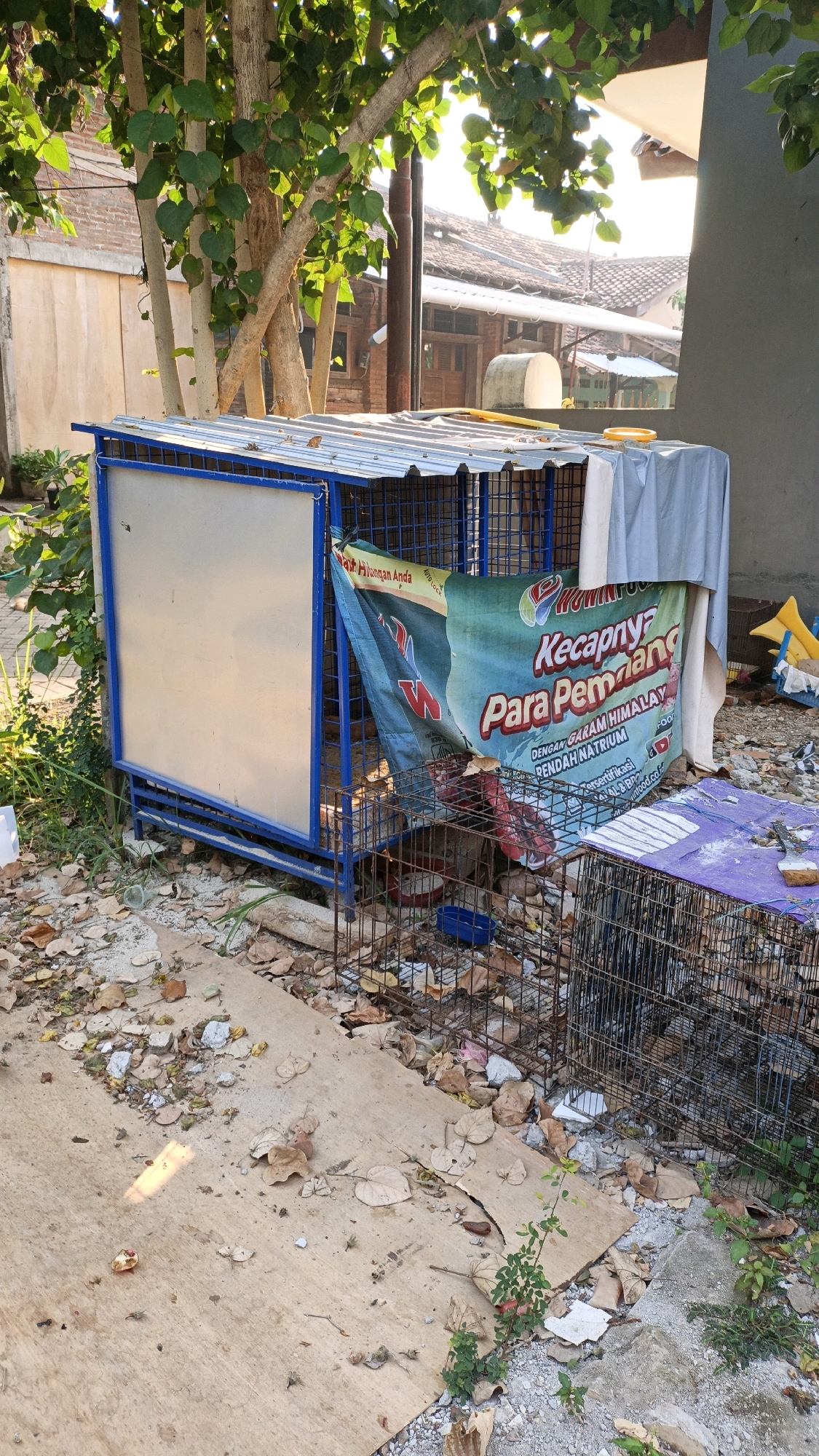The image depicts an outdoor scene, likely in a semi-urban or rural setting in Cikal, Indonesia, given the presence of common Indonesian residential architecture and vegetation. In the foreground, a concrete pathway is visible, littered with dry leaves and debris. To the right, a wire cage is partially covered with a purple tarp, with a small brush resting on top. Adjacent to it, another wire cage stands, partly obscured by foliage.
The central focus of the image is a blue-framed structure covered with a corrugated metal roof. A large, partially unfurled banner is draped over the front of this structure. The banner is predominantly green and blue, with text in Indonesian. Visible words include "Kecapnya," "Para Pemang," and "DENGAN GARAM HIMALAY." This suggests an advertisement for a soy sauce product. A light-colored panel, possibly a whiteboard or sign, is attached to the left side of this structure.
Behind the cages and structures, a tree with green leaves and thick branches shades the scene. In the background, glimpses of houses with tiled roofs and brick walls are visible, typical of Indonesian residential areas. The overall impression is one of a slightly cluttered and weathered outdoor space, possibly a yard or a storage area. The lighting suggests it is daytime, with sunlight filtering through the trees. No people are present in the image.