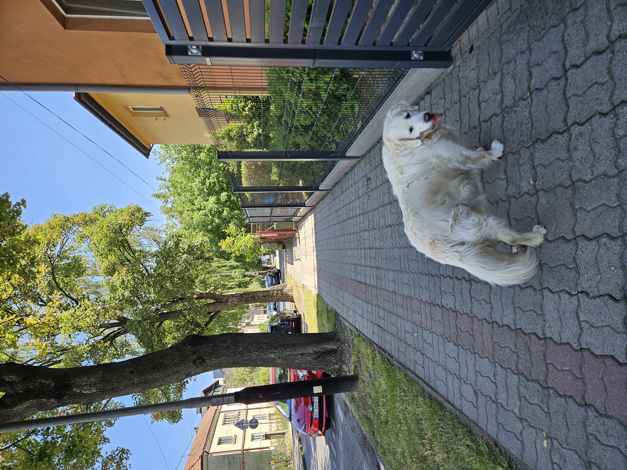 In Rzeszów, Poland, on a sunny day, a white Golden Retriever stands on a paved sidewalk next to a modern black metal fence. The dog is facing the camera, with its tongue slightly out. Behind the fence, lush green bushes grow. The sidewalk is made of interlocking gray and reddish pavers. To the left of the sidewalk, there is a strip of green grass and then a street with parked cars, including a red sedan with a license plate that appears to read "RZ 265FU". Trees with green foliage line the street, and residential buildings are visible in the background. The sky is clear and blue.