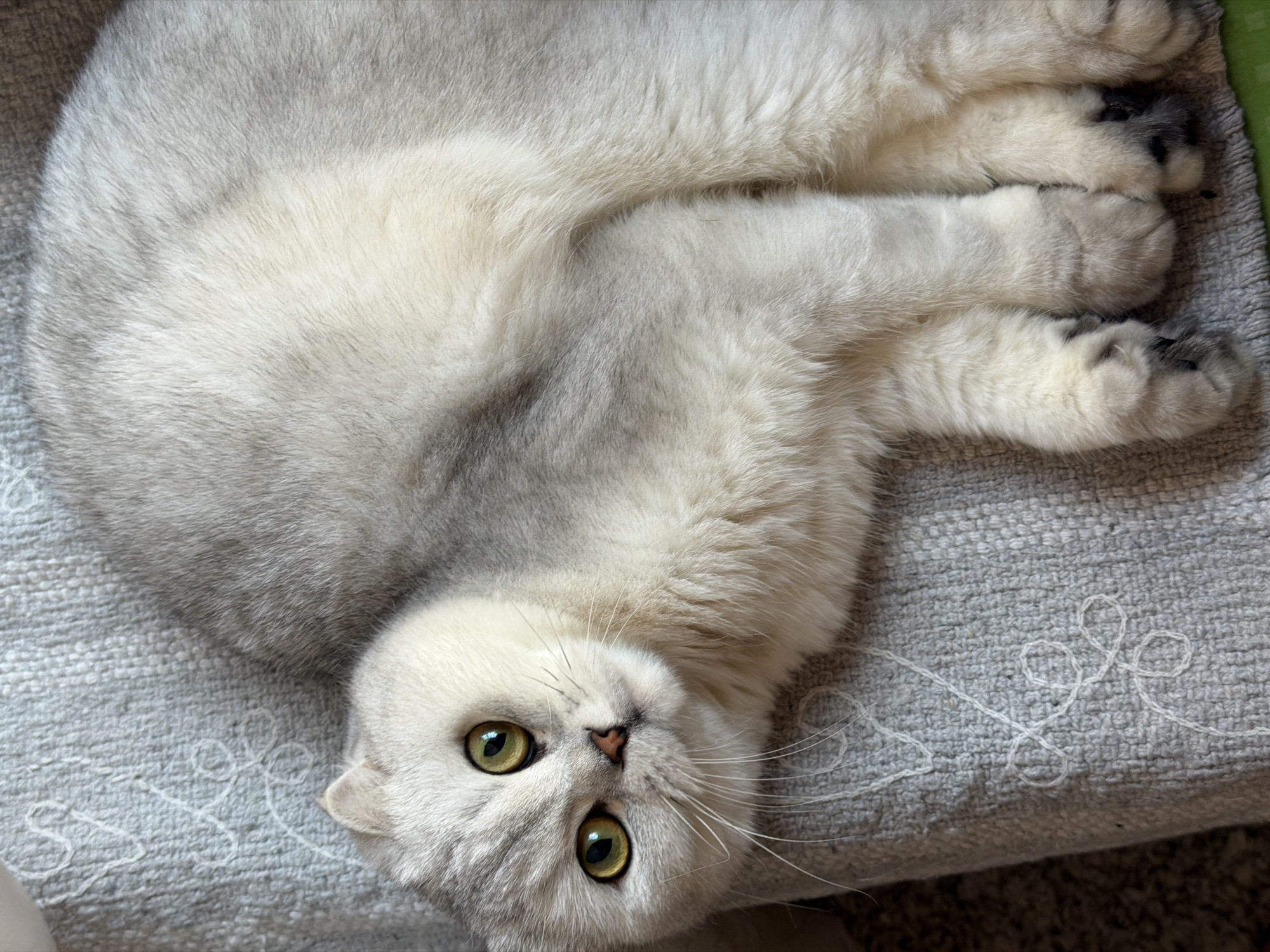 A top-down, close-up shot shows a silver-shaded Scottish Fold cat with bright green eyes and a pink nose, lying on a textured gray fabric. The cat's fur is a mix of silver and white, with subtle gray tabby markings on its head. The cat's ears are folded forward. Its front paws are visible, with dark paw pads. The gray fabric has a subtle woven pattern and a white embroidered design that resembles stylized vines or ribbons. The background consists of a darker, speckled surface. The image does not contain any elements that place it in Rome, Italy.