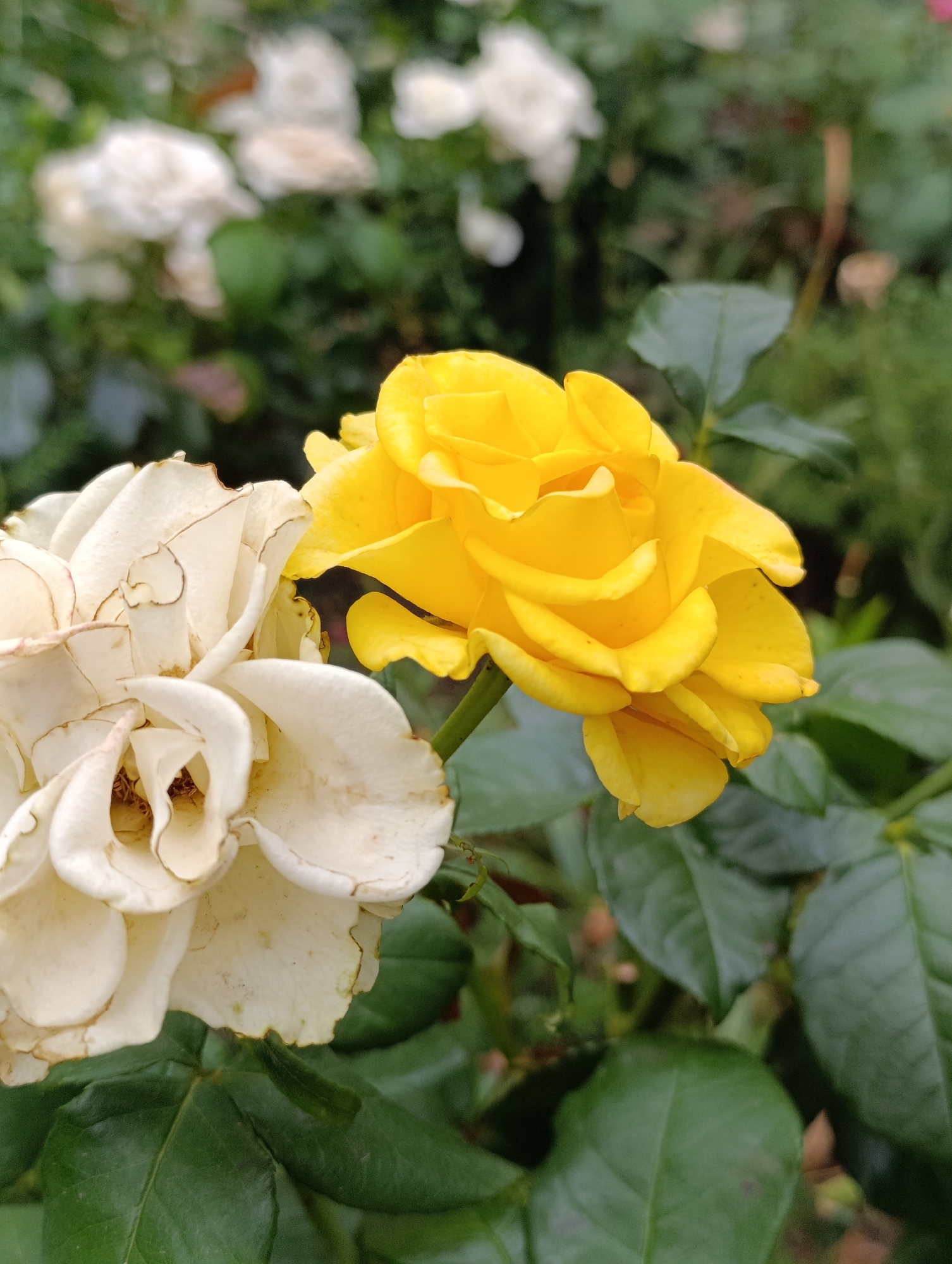 The image is a close-up, eye-level shot of two roses in a garden. A vibrant yellow rose is in focus in the foreground, its petals tightly curled and layered. To its left, a lighter-colored rose, appearing white or cream, is also in the foreground, but slightly out of focus. Its petals are more open and some edges appear dried or browning. Lush green leaves form the background, with other blurred white roses visible further back. The lighting suggests it is daytime. The image does not contain any information that would allow for its specific location to be identified within the city of Bila Tserkva, Ukraine, or any other location.