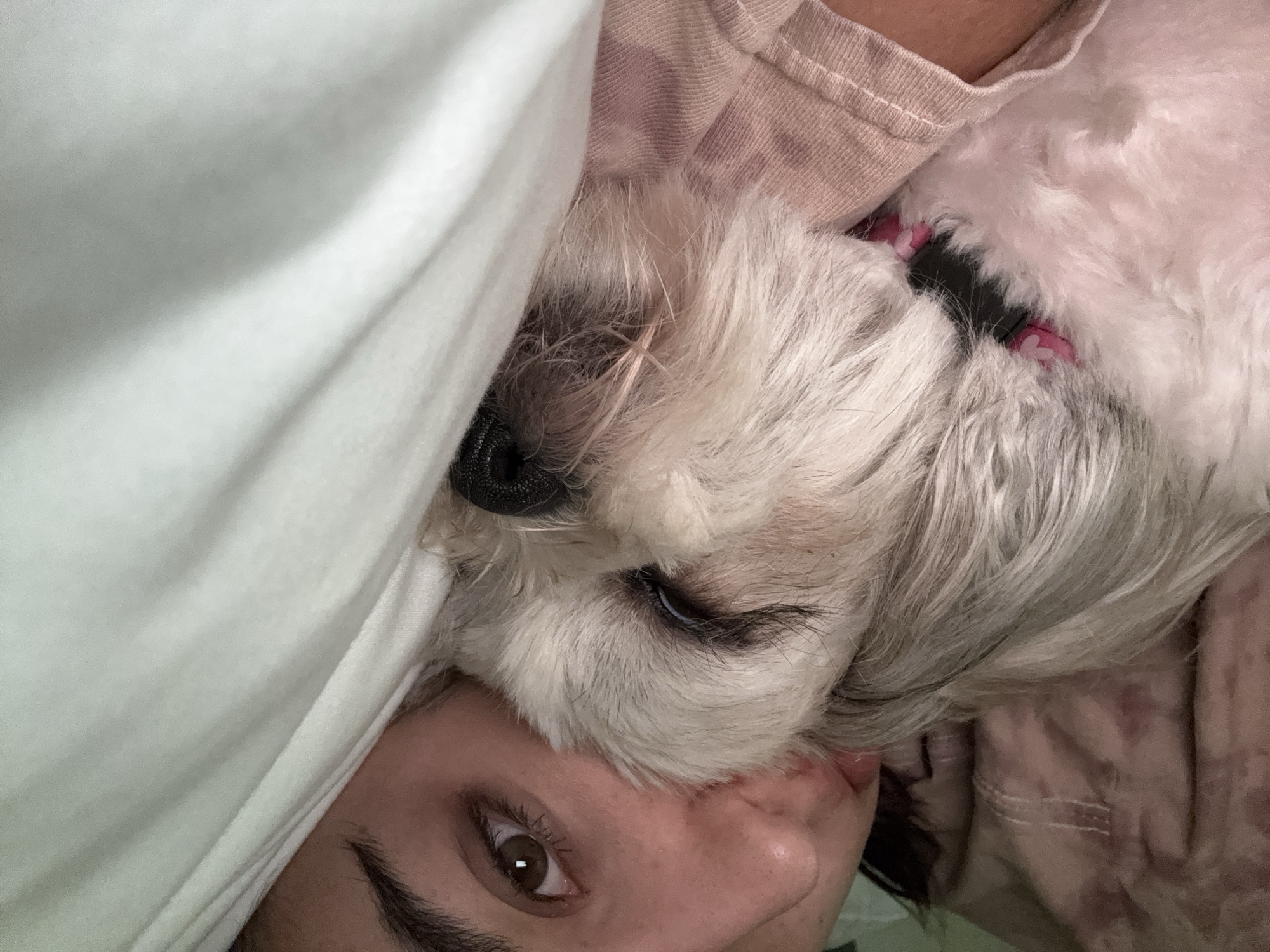 A close-up shot features a light-skinned person with brown eyes and dark eyebrows, partially visible in the lower left of the frame, with a small, light-colored dog snuggled closely to their face. The dog has a black nose, dark eyes, and wears a dark collar with pink accents. A white fabric, possibly a blanket or sheet, is draped over part of the person and the dog. The background is slightly blurred, but reveals pinkish-tan fabric with some texture. The location appears to be an indoor setting in an unknown city and country.