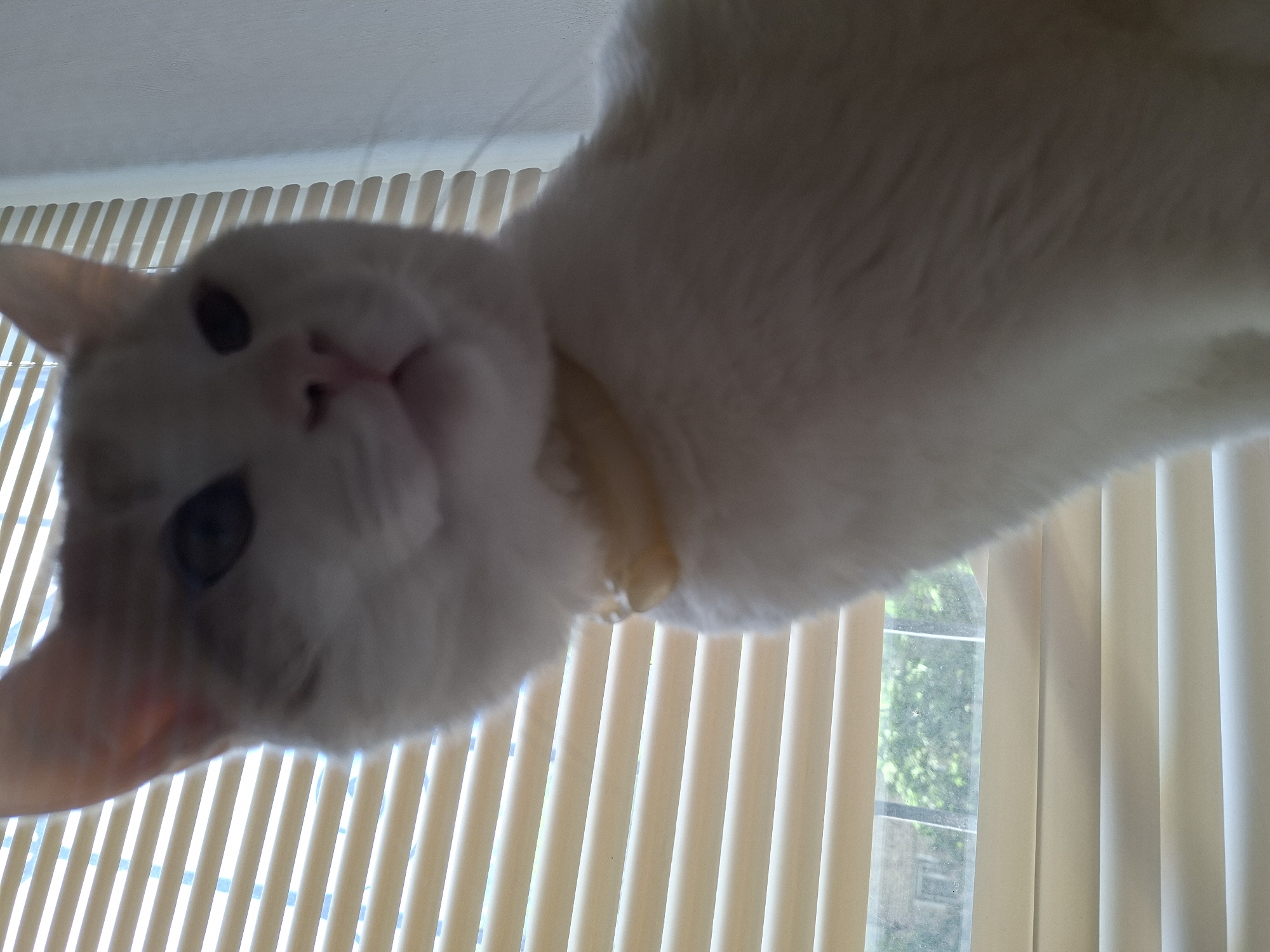 The image is a close-up, low-angle shot of a white cat. The cat's head is positioned in the lower left of the frame, looking upwards towards the camera. Its fur is predominantly white, with some light tan or cream coloring visible, particularly around its ears and on its back. The cat is wearing a thin yellow collar.
The background consists of vertical blinds, which appear to be a light beige or cream color. Through the gaps in the blinds, a window is visible, offering a glimpse of outdoor greenery and what looks like trees. The light filtering through the blinds suggests it is daytime. The overall lighting is soft, with some areas appearing brighter than others, likely due to the light source behind the blinds. The focus is primarily on the cat's face, with the rest of its body and the background being progressively more blurred. The cat's expression is neutral or slightly curious. There is no visible text in the image.