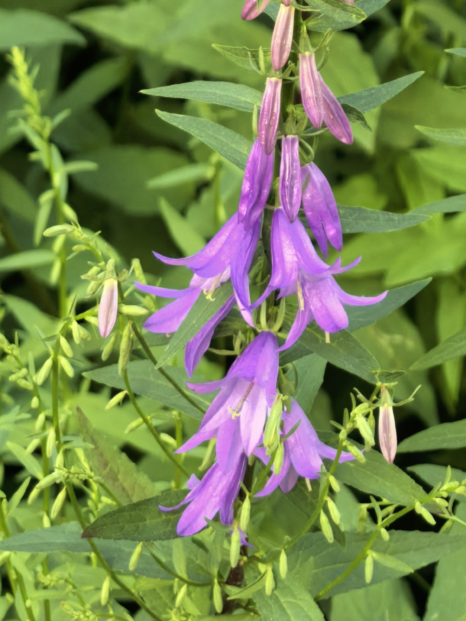 A close-up shot captures a cluster of vibrant purple bell-shaped flowers, likely campanulas, in bloom. The flowers are arranged along a green stem, with some in full bloom and others still as buds. Surrounding the flowers is lush, green foliage, creating a natural and serene outdoor setting. The background is softly blurred, emphasizing the delicate beauty of the flowers. Several buds on a side stem are a pale pinkish-white, hinting at future blooms. The lighting suggests it could be daytime, with soft, natural light illuminating the scene. The image evokes a feeling of tranquility and the simple beauty of nature. No people or text are visible in the image. The location is identified as Sterlitamak, Russia.