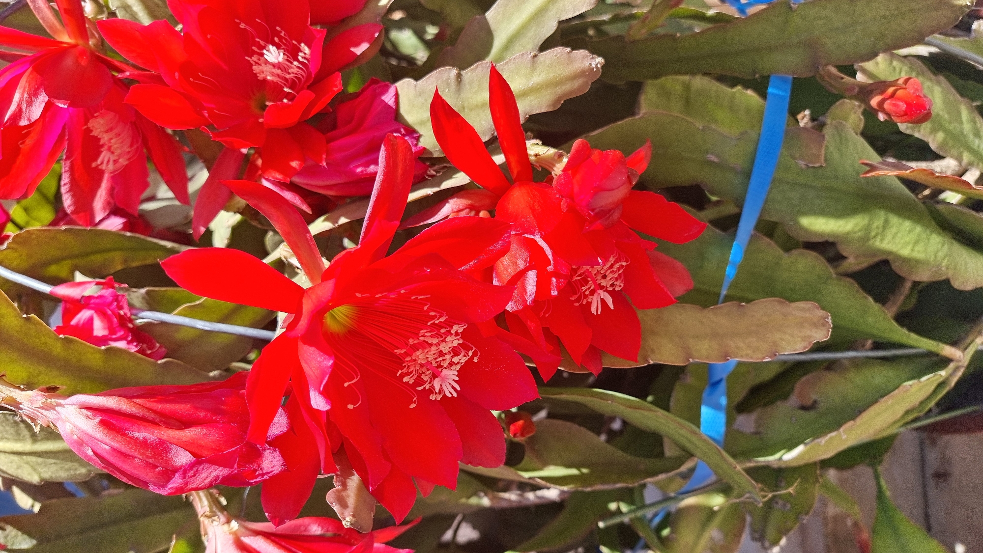 The image shows a close-up of several red flowers of an Epiphyllum cactus in full bloom. The flowers have a vibrant red color with delicate white filaments extending from their centers. The plant's stems are visible, along with a small red flower bud and a piece of blue ribbon tied to the plant's support structure. The photograph was likely taken in an outdoor setting in Dunnae-myeon, South Korea.