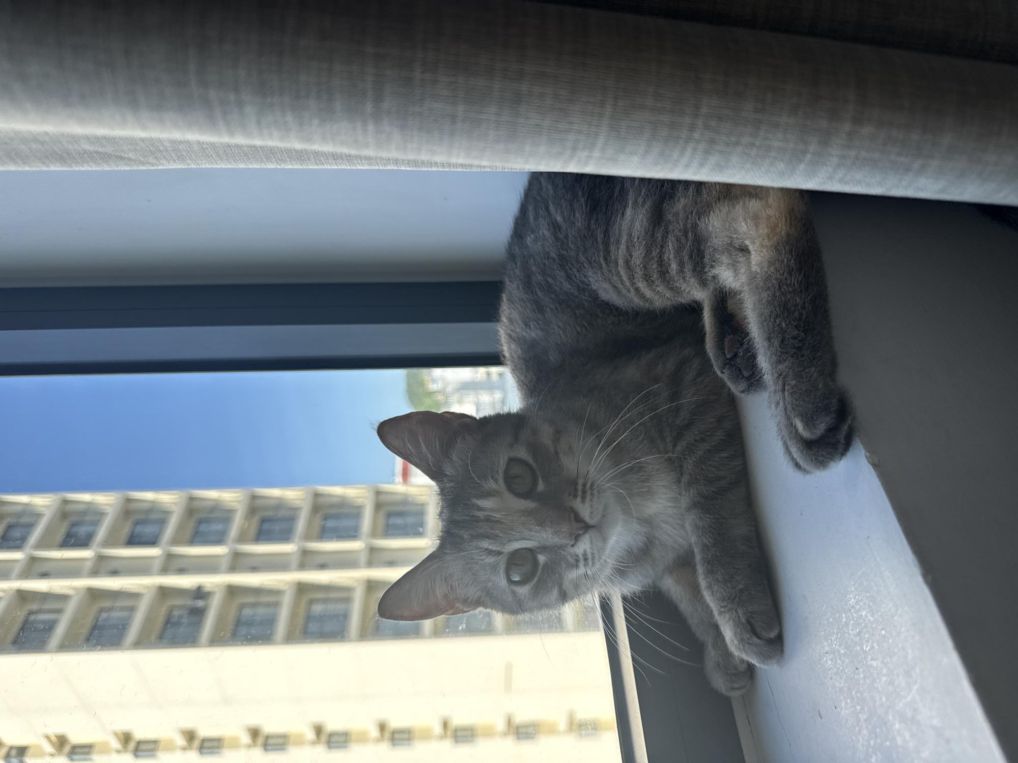 A tabby cat with grey fur and green eyes is lying on a windowsill. The cat is facing the camera, with its paws tucked in front of it. In the background, a tall building with many windows can be seen, as well as a blue sky. A curtain is partially visible on the right side of the image. The scene appears to be a residential setting in Bac Nha Trang Ward, Vietnam, based on the architectural style of the building and the presence of what appear to be air conditioning units on its facade.