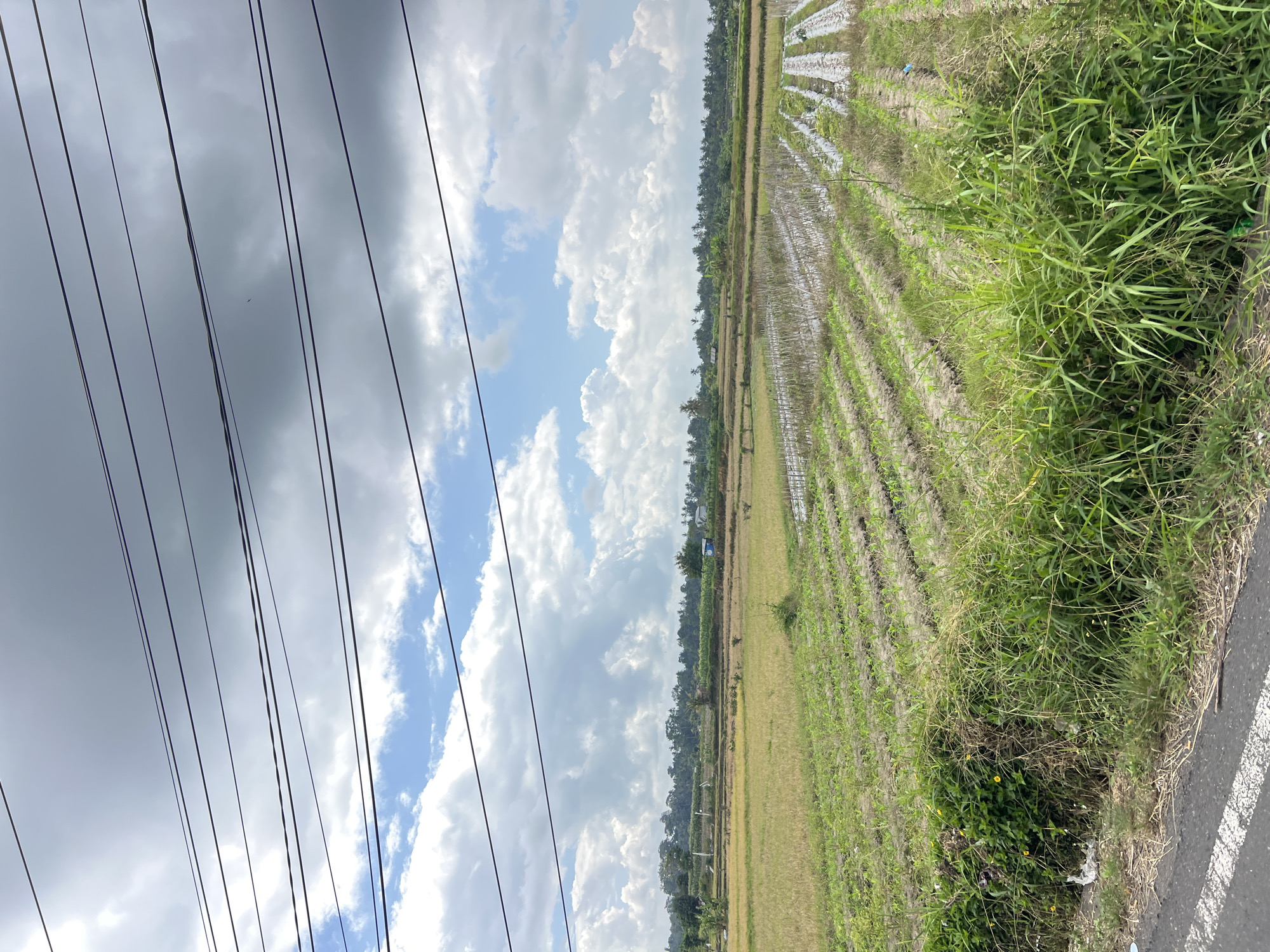 This image depicts a rural landscape in Abiansemal, Indonesia, characterized by agricultural fields under a cloudy sky. The foreground features a strip of asphalt road with a white line, bordered by overgrown grass and some small yellow flowers. Beyond the road lies a cultivated field with rows of young plants, possibly crops, covered in white plastic sheeting in some sections. Further back, the land transitions to a drier, golden-hued field, likely harvested rice paddies. A line of trees and vegetation forms a distant treeline, with a few small structures, possibly houses or storage sheds, visible within it. Overhead, multiple power lines stretch horizontally across the frame, crisscrossing the sky. The sky itself is a mix of blue patches and large, puffy white clouds, with some areas appearing overcast and gray. There are no people or animals visible in the image.