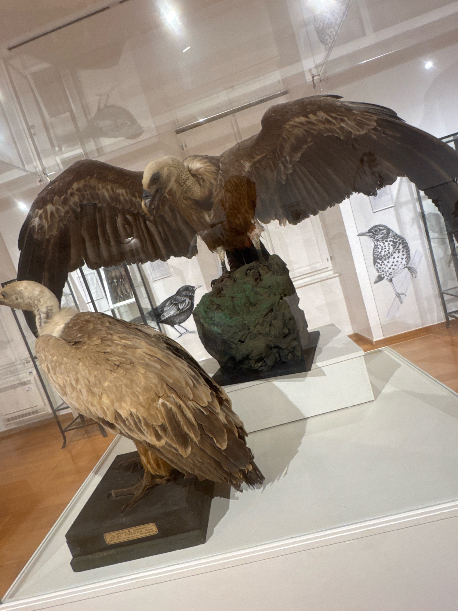 The image shows a museum exhibit featuring taxidermied birds, likely within the ornithological collection. In the foreground, a large vulture with light brown plumage and a bare, yellowish head and neck is positioned on a dark wooden base. Behind it, another vulture, larger and with darker brown wings spread wide, is perched on a rocky, moss-covered structure. This larger vulture has a lighter, almost white head. To the right of the larger vulture, a sketch of a bird with speckled plumage is visible on a wall, and a small taxidermied bird with dark plumage is placed near the rocky structure. The exhibit is enclosed in glass, reflecting the museum's interior lighting and some architectural elements. The floor is wooden. The label on the base of the foreground vulture indicates it is "GYPS FULVUS (Gm.)".
This exhibit is located in the Dubrovnik Natural History Museum (Prirodoslovni muzej Dubrovnik), situated in the heart of Dubrovnik's Old Town, within the Rupeum building, a former granary.