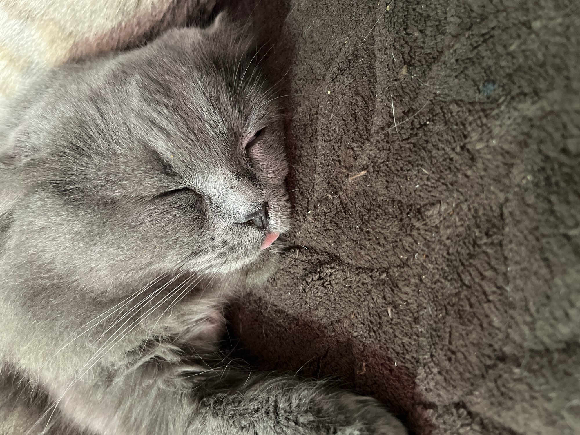 A close-up, eye-level shot shows a gray cat sleeping on a brown, fuzzy blanket. The cat's face is resting on the blanket, and its eyes are closed. A small pink tongue is sticking out of its mouth. The cat's fur is long and soft, and its whiskers are long and white. The blanket is textured and appears to be made of a thick, soft material. The background is blurred, but it appears to be another blanket or soft surface. The lighting is soft and natural, and the image is in focus.