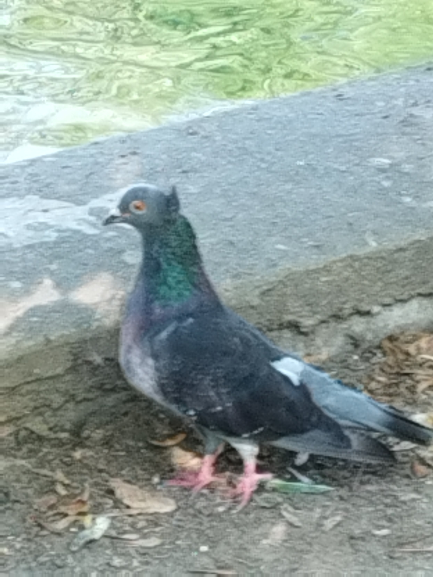 A single pigeon stands on a rocky embankment next to a body of water. The pigeon is dark gray with iridescent green and purple feathers on its neck. Its eyes are orange. The pigeon's legs and feet are pink. The background shows a body of water with rippling green and white patterns. The rocky embankment is gray and uneven. The ground in front of the pigeon is covered with dirt, small stones, and fallen leaves. The scene appears to be outdoors, possibly in a park or along a waterfront in Bucharest, Romania, given the nature of the environment. There are no people or other animals visible in the image.