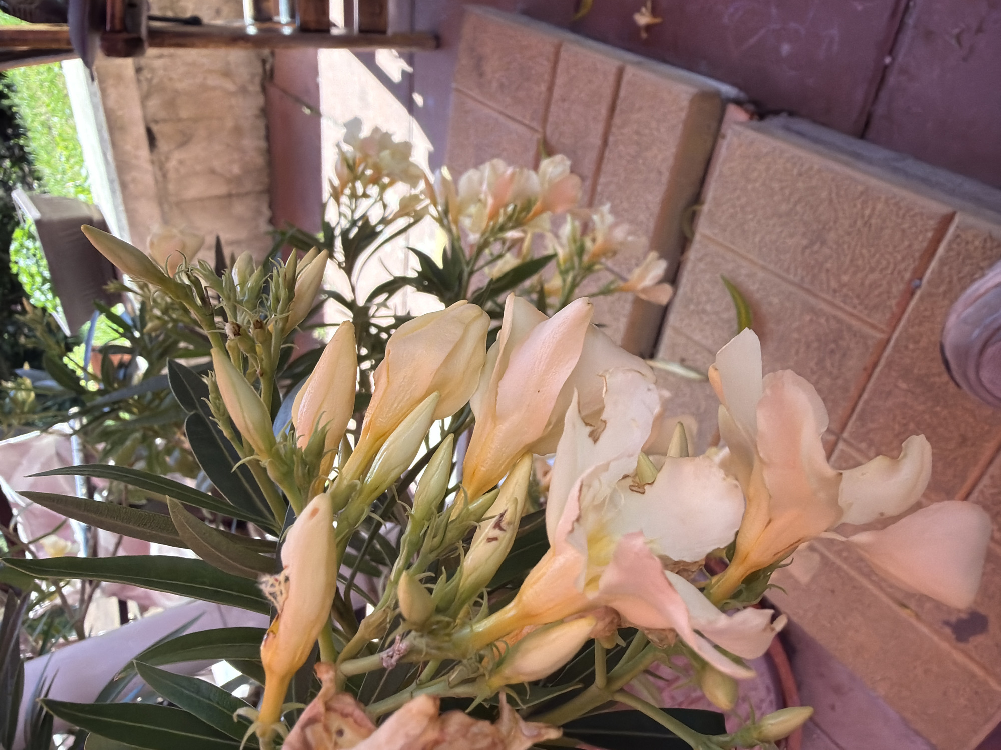 The image shows a close-up of a flowering plant with pale yellow and pink blossoms and green leaves. The plant is outdoors, with a blurred background that includes a brick patio, a planter with greenery, and part of a wooden chair. Sunlight casts shadows on the patio. The scene appears to be a residential outdoor space, possibly a balcony or garden. No people are visible. The image does not contain information that would allow for its specific location within Blagoevgrad, Bulgaria.