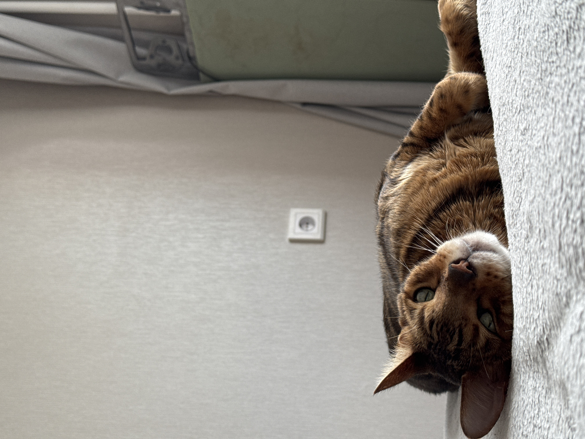 A close-up shot depicts a brown Bengal cat with green eyes, hanging upside down. The cat is positioned to the right of the frame, with part of its body pressed against a textured white surface, possibly a blanket or wall. Its face is prominently visible, along with one ear. To the left of the cat is a plain, light-colored wall with a white electrical outlet. Above the wall, a small section of what appears to be a green-upholstered seat is visible. The location is unknown.