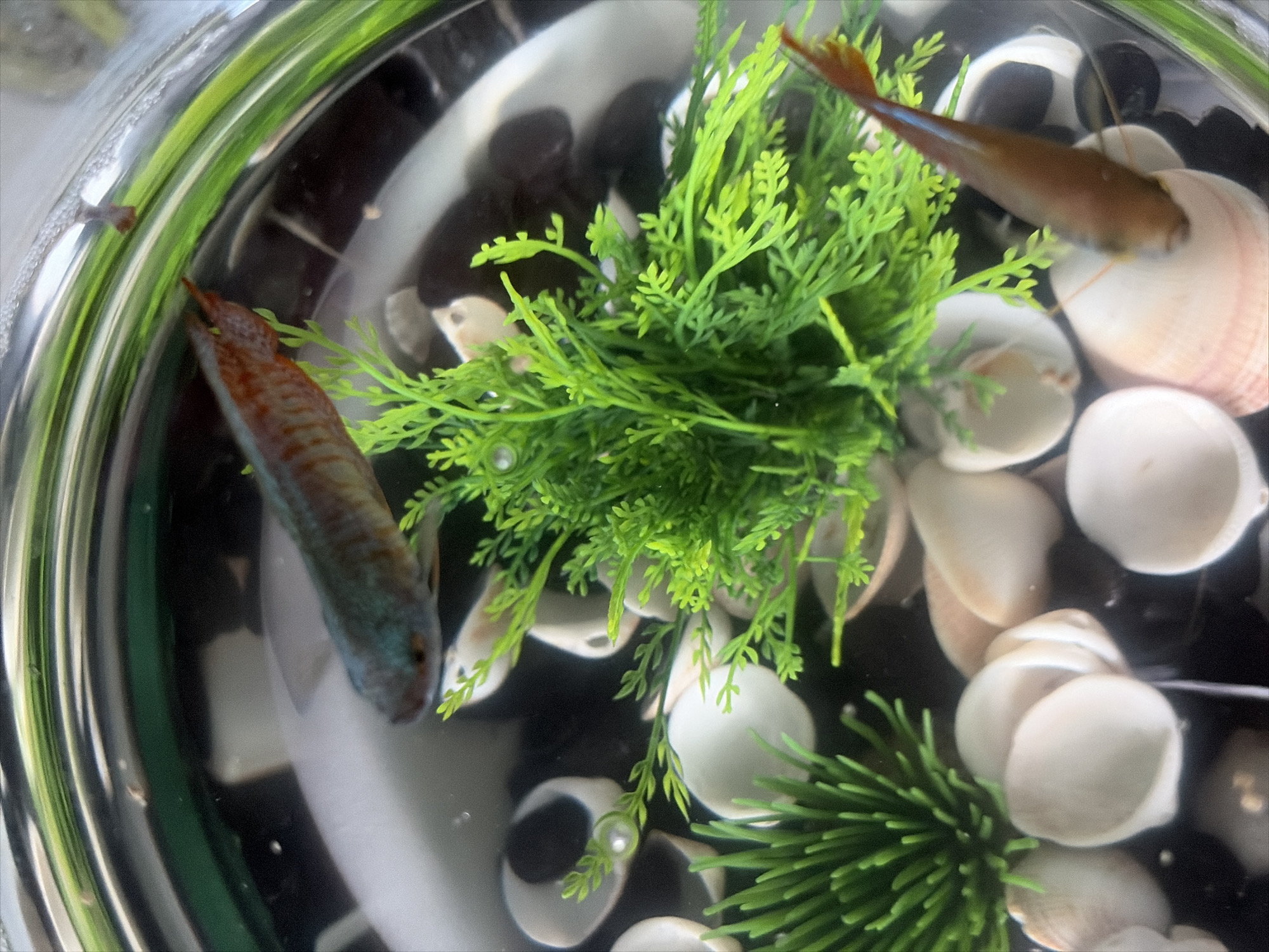 The image shows a close-up, top-down view of a fish tank with two small fish, likely Betta fish, swimming among artificial green plants and shells. One fish, with iridescent blue and green scales, is positioned horizontally across the upper portion of the frame, its head facing left. The second fish, predominantly brown with orange fins, is partially submerged in a shell in the lower right quadrant of the image, with its tail extending upwards and to the left. The tank contains dark pebbles as substrate, and several white, curved shells are scattered throughout. The lighting creates reflections on the glass of the tank, which is the only visible container. There is no indication of the city of Moscow, Russia, or any urban environment. The scene is contained entirely within the fish tank.