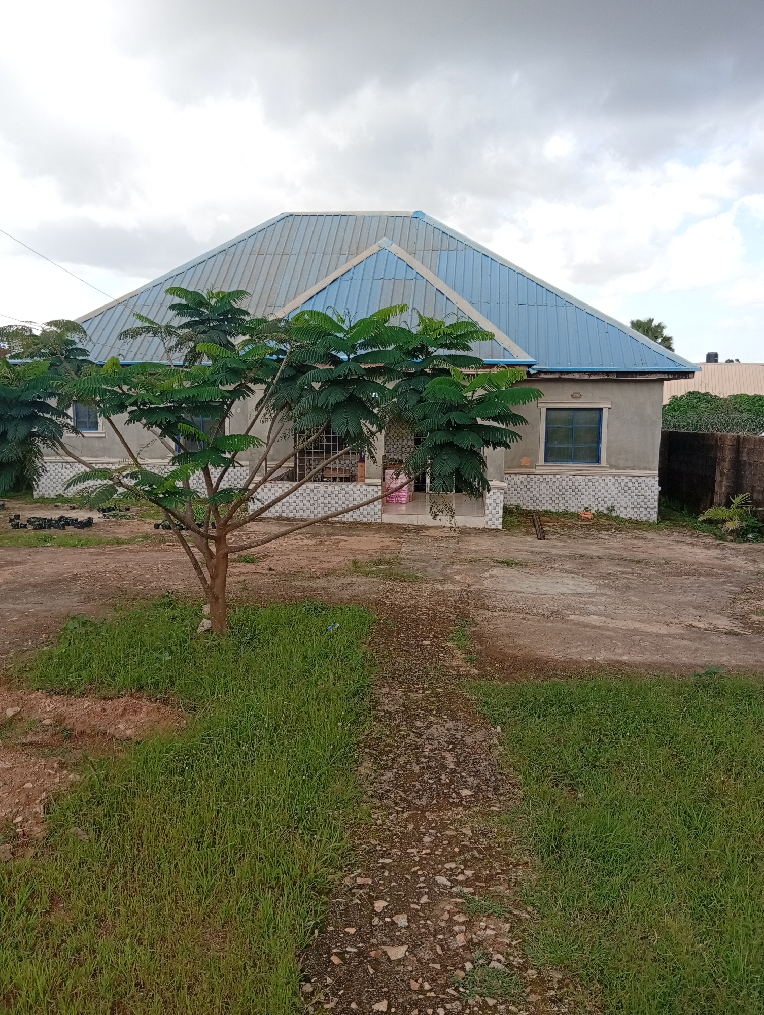 The image shows a modest, single-story house with a prominent blue metal roof. The house is light gray with decorative patterned tiling around the lower portion of the walls. Several windows with blue frames are visible. In front of the house, a small tree with delicate, fern-like leaves stands on a patch of grass. The foreground features a pathway of gravel and dirt leading towards the house, bordered by more grass.
The scene appears to be an outdoor residential setting. The sky is overcast with clouds, suggesting it might be daytime but not necessarily sunny. The vegetation is green and lush, indicating a climate that supports growth. The overall impression is of a simple, rural or suburban dwelling in Nigeria, possibly Jos, given the context. There are no people visible in the image, and the activity is static, representing a still scene. The details are straightforward and factual, with no discernible emotional cues. No text is visible in the image.