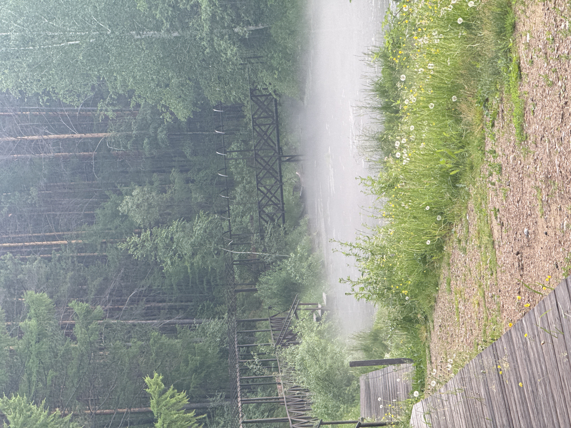 The image depicts an outdoor scene in Savvateevka, Russia. The dominant subject is a dense forest with tall trees, primarily pines, and undergrowth. A wooden boardwalk or path runs along the right side of the frame, constructed from weathered planks. Adjacent to the boardwalk is a patch of tall grass dotted with white wildflowers, likely dandelions, and some yellow flowers.
In the background, a body of water is visible, partly obscured by mist or fog, giving the scene an ethereal quality. Emerging from the mist and the water are the dark structures of what appear to be old industrial or electrical pylons, with a crisscross lattice design. A wooden fence or structure is also partially visible on the right side of the image, near the boardwalk.
The overall impression is of a somewhat damp and overgrown natural environment, possibly a park or a trail in a forested area. The mist suggests a cool or humid atmosphere, and the time of day is not clearly indicated, but the soft lighting points towards early morning or late afternoon. There is no visible text in the image. The scene evokes a sense of quiet solitude and natural beauty.