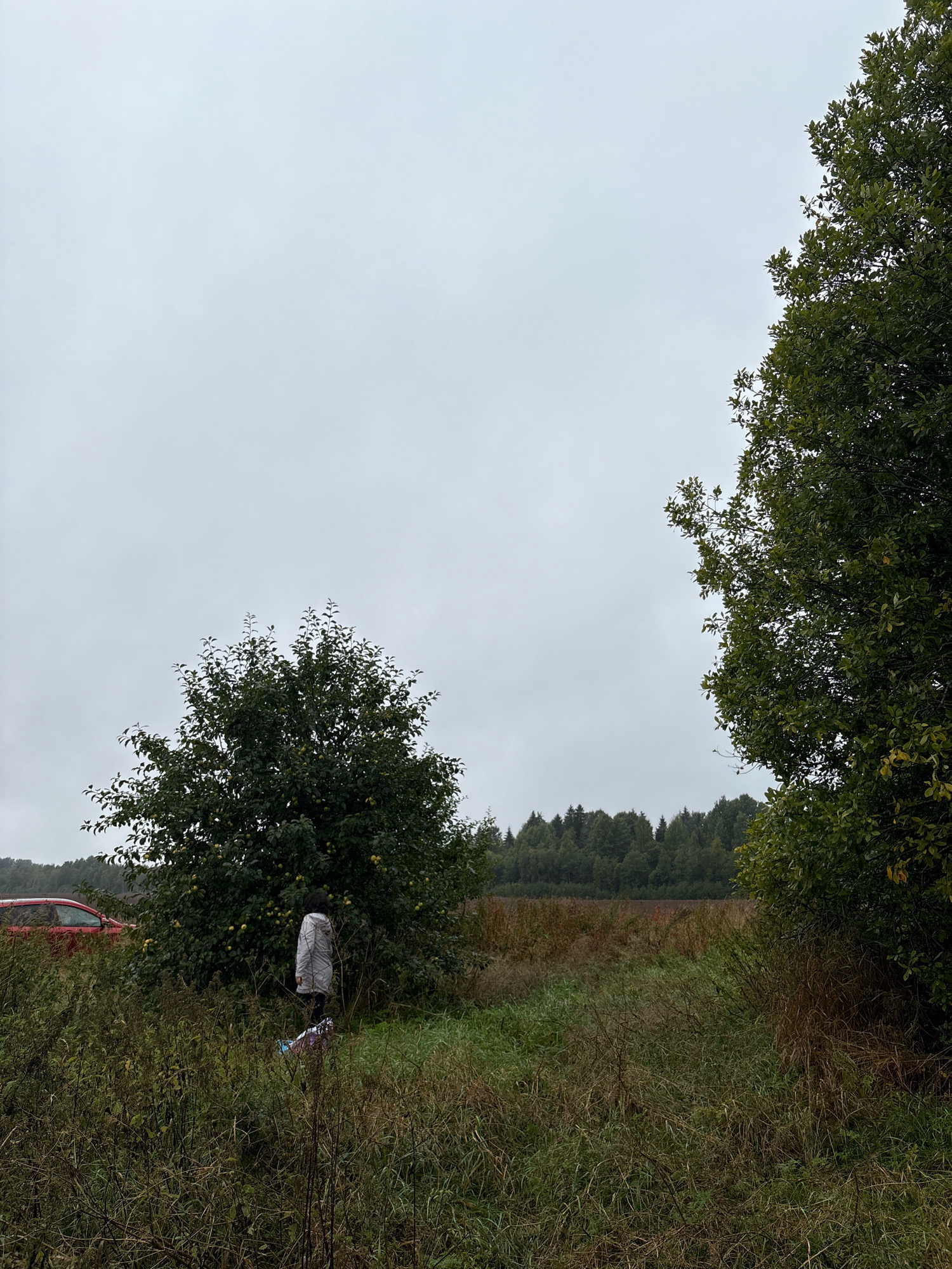 The image depicts an outdoor scene on an overcast day. In the foreground, tall, dry grass and weeds are prominent. To the left, a red car is partially visible behind a small, leafy tree laden with green fruit. Centered in the frame, a person wearing a light-colored, possibly plastic, poncho stands beside the fruit-laden tree. Beneath the tree, a colorful bag or bundle lies on the ground. In the background, a dense forest of dark green trees stretches across the horizon. The sky is a uniform, light gray, indicating cloudy weather. The overall setting appears to be a rural or semi-rural area, possibly near Lyady, Russia, given the presence of agricultural elements like fruit trees and a field.