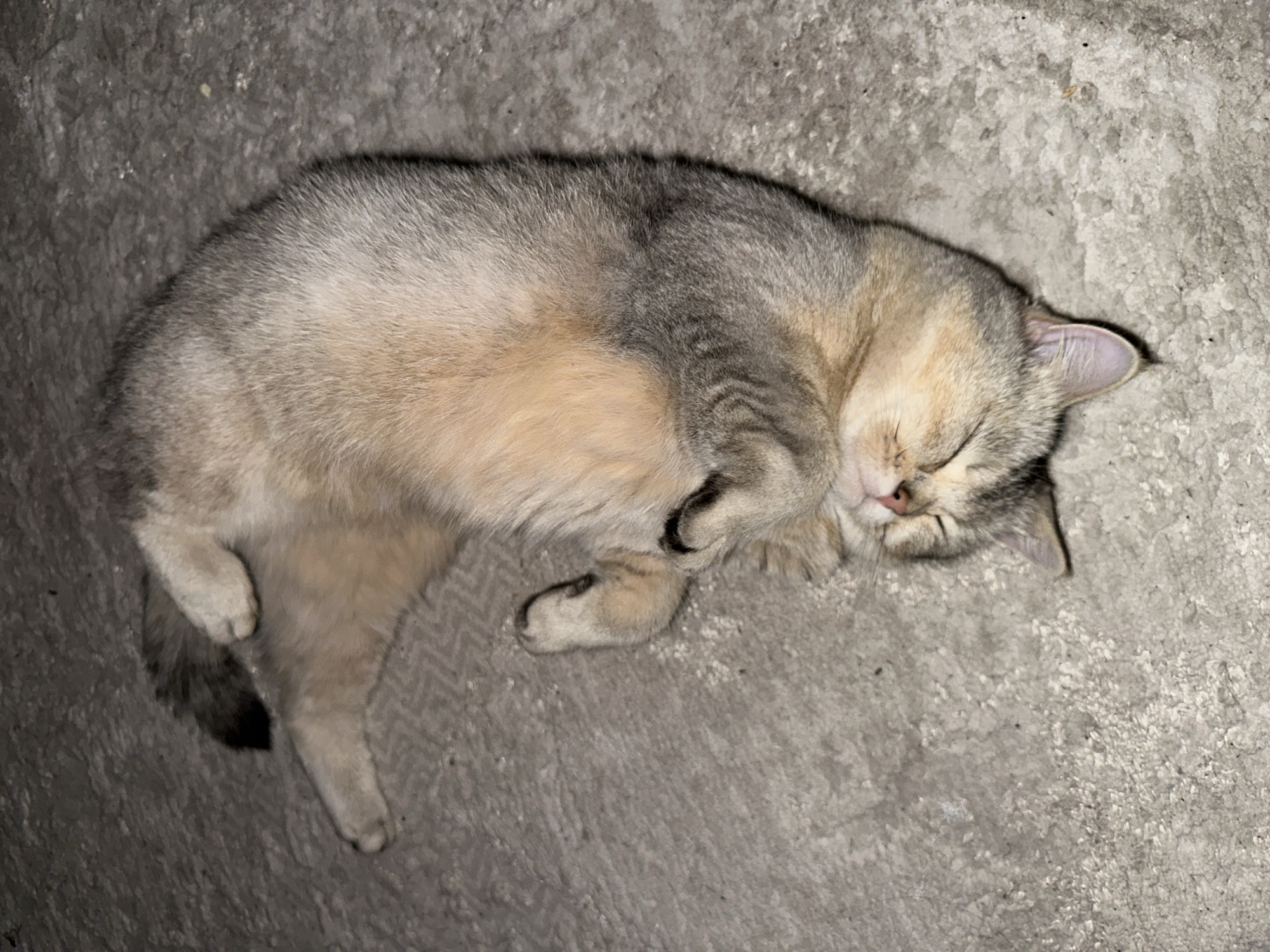A light brown and gray tabby kitten is sleeping on a concrete surface. The kitten is curled on its side with its eyes closed and its paws tucked in. The kitten's fur is short and appears soft. The concrete surface is gray and rough in texture, with some small dark specks scattered across it. The lighting in the image is dim, casting soft shadows.