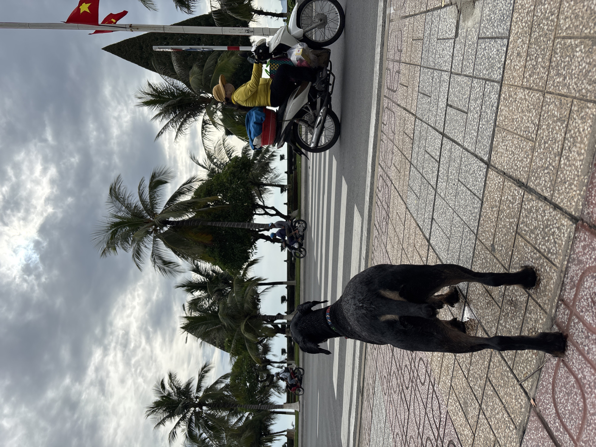 A black dog stands on a patterned sidewalk facing away from the camera, looking towards a pedestrian crossing on a city street in Nha Trang, Vietnam. The sky is overcast, with dramatic grey clouds. Palm trees line the street, and in the background, the ocean is visible. On the street, a woman wearing a yellow shirt and a straw hat rides a white scooter, carrying a blue bag and a red basket. Another person on a scooter is seen further down the road. Two Vietnamese flags are visible on flagpoles to the right of the image.