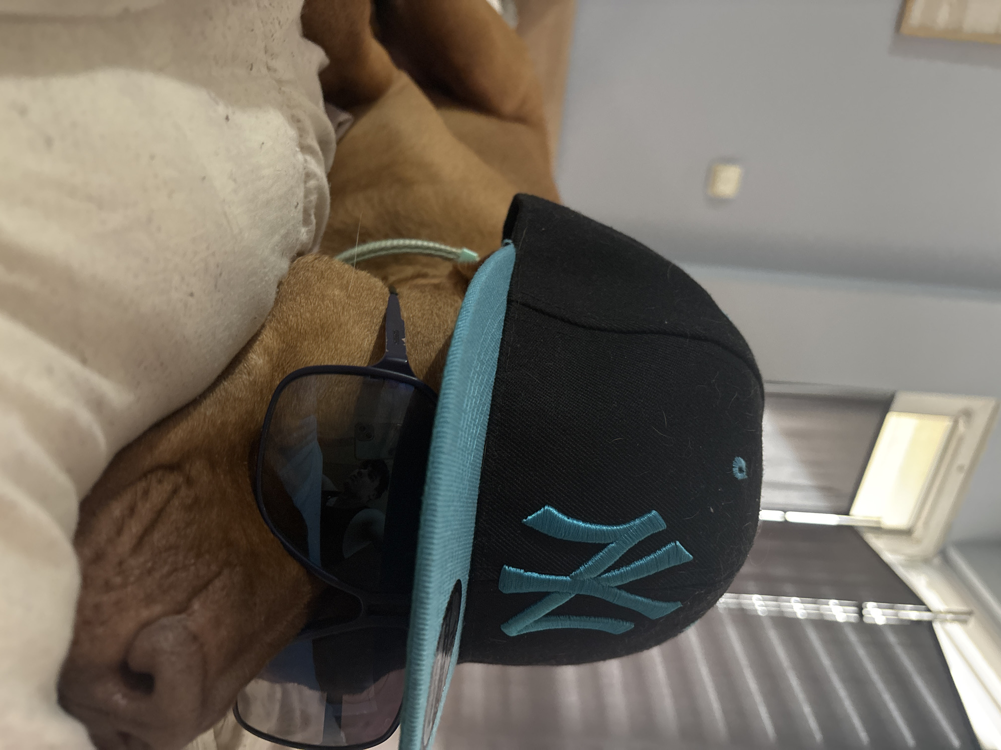 The image captures a humorous and endearing scene of a brown, short-haired dog, possibly a pit bull or a similar breed, resting indoors. The dog is playfully adorned with dark-lensed sunglasses and a black baseball cap with a teal brim. The cap clearly displays the iconic "NY" logo of the New York Yankees, embroidered in a matching teal color.
The dog's snout and nose are visible beneath the sunglasses, indicating it is lying on its side, partially obscured by a soft, white blanket or pillow on the left. The overall impression is one of a pet enjoying a relaxed moment, likely staged by its owner. A faint, distorted reflection of what appears to be a person or surroundings can be seen in the lenses of the sunglasses.
The background shows a light-colored wall, with a bright window or skylight on the right, suggesting it is daytime. Below the window, there are horizontal blinds or shades. The image itself is rotated 90 degrees counter-clockwise. The setting appears to be a comfortable indoor environment. No specific visible text other than the "NY" logo is present. The location context provided is Sofia, Bulgaria.