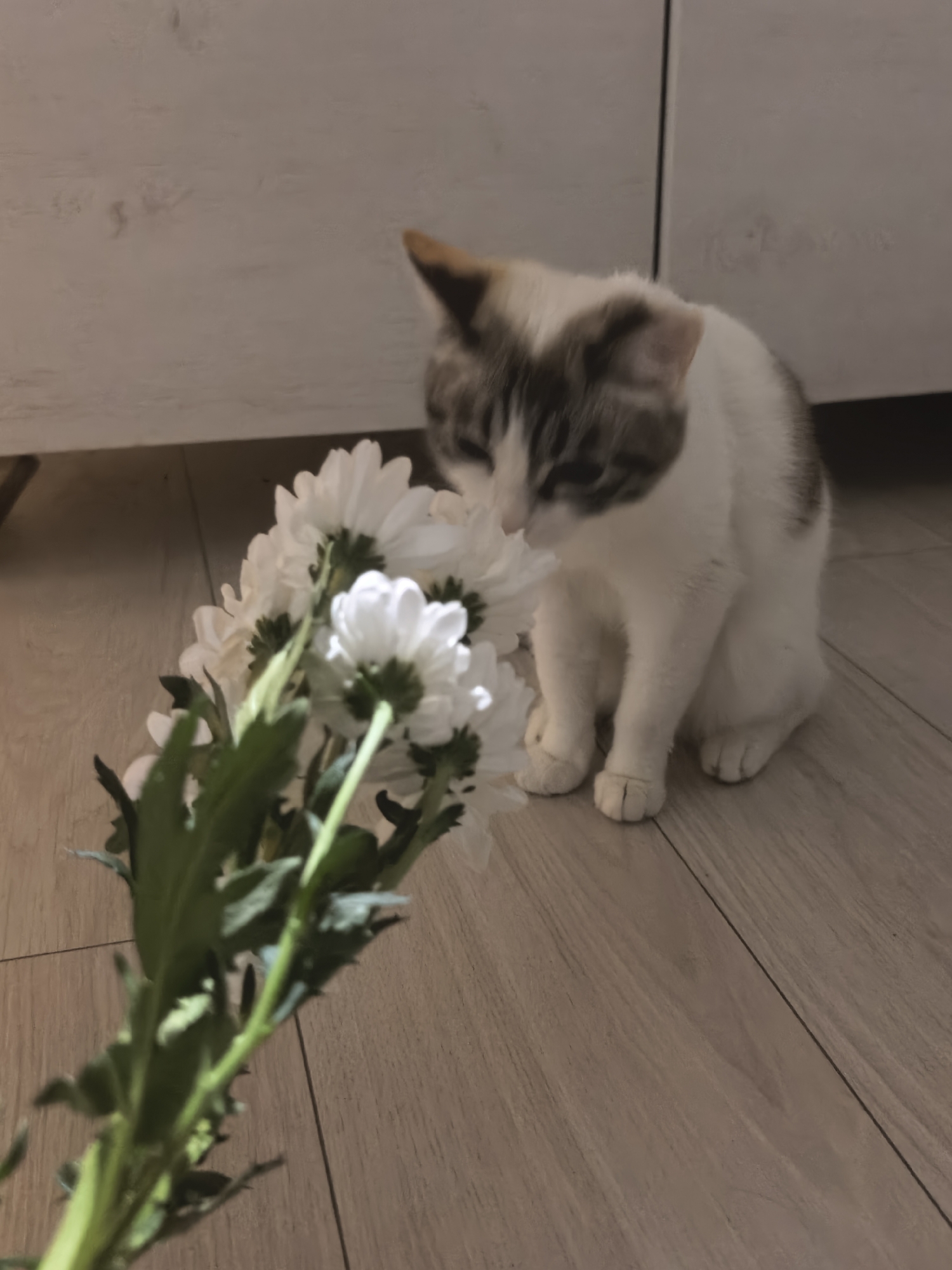 A white and brown cat sits on a light brown wooden floor, looking down at a bouquet of white flowers with green stems and leaves in the foreground. The cat is positioned to the right of the frame, while the flowers occupy the left and center of the image. Behind the cat and to the left, a portion of a light-colored wooden cabinet is visible. The lighting in the image is dim, creating soft shadows.