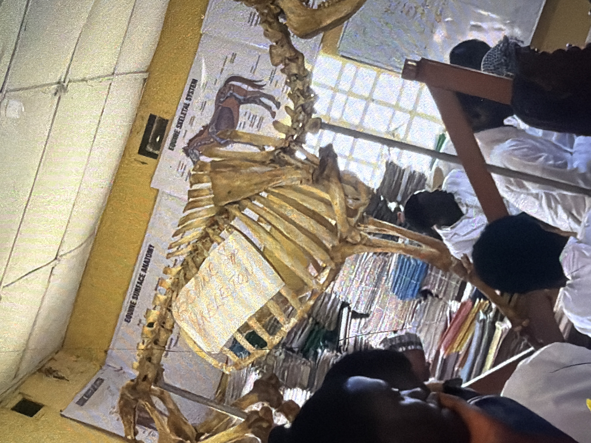 In a classroom in Bukuru, Nigeria, a skeleton of a horse is mounted on a stand. Anatomical posters, labeled "EQUINE SURFACE ANATOMY" and "EQUINE SKELETAL SYSTEM," are displayed on the wall behind the skeleton. Several individuals, appearing to be students, are gathered around the skeleton, observing it. They are dressed in casual and school attire. Stacks of books and papers are visible on shelves and the floor, suggesting a learning environment. The room is lit by natural light filtering through a window with a grid pattern.