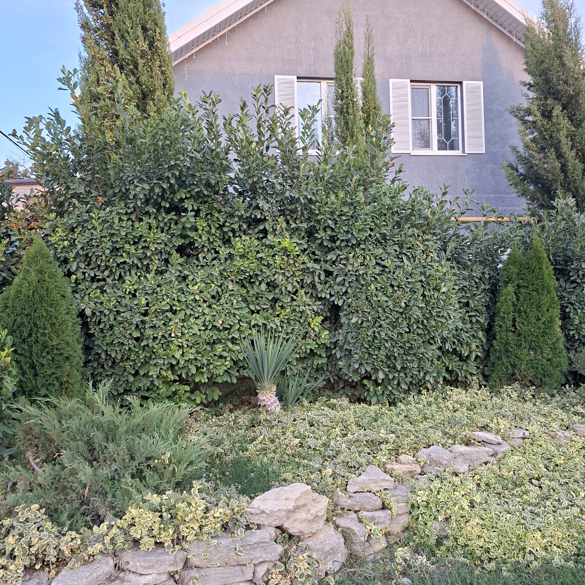 This is a photograph of a garden and the facade of a house in Anapskaya, Russia. The house is a two-story structure with gray stucco walls and a white gabled roof. It features two windows with white louvered shutters. In front of the house, there is a dense hedge of green leafy bushes. Several tall, slender evergreen trees, possibly cypress trees, are interspersed within and behind the hedge, some with small round fruits. Two smaller, conical evergreen trees stand in the foreground. A spiky, pale green plant, possibly a yucca, is visible in the center of the hedge. The foreground of the image shows a low stone wall constructed from rough-hewn light gray stones. Various ground cover plants with variegated green and yellow leaves are growing around and over the wall, with some patches of grass. The sky above is clear and blue.