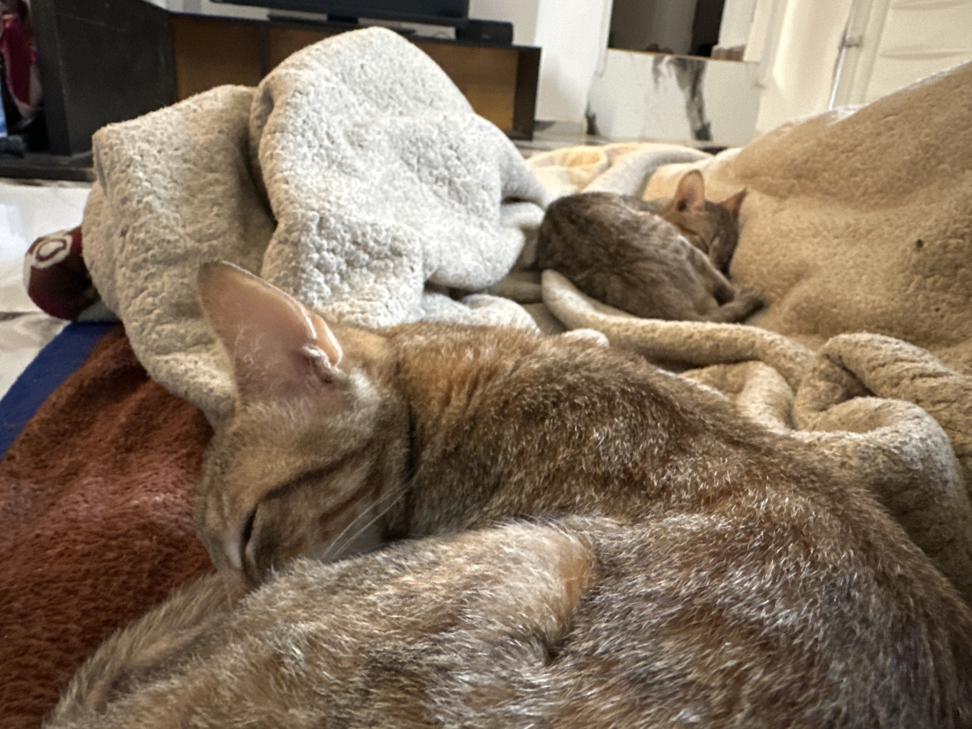 The image shows two cats resting on a blanket. One cat is curled up closer to the viewer, occupying the foreground of the scene. Its fur is a mix of brown and gray tones. The second cat, smaller and darker in color, is curled up behind the first. They appear to be sleeping or resting comfortably. The blankets beneath them are various shades of tan, brown, and white. A crumpled gray towel is positioned in the background, towards the left side of the frame. The background is slightly out of focus, but furniture is visible. There is no specific information about Jos, Nigeria in this image.
