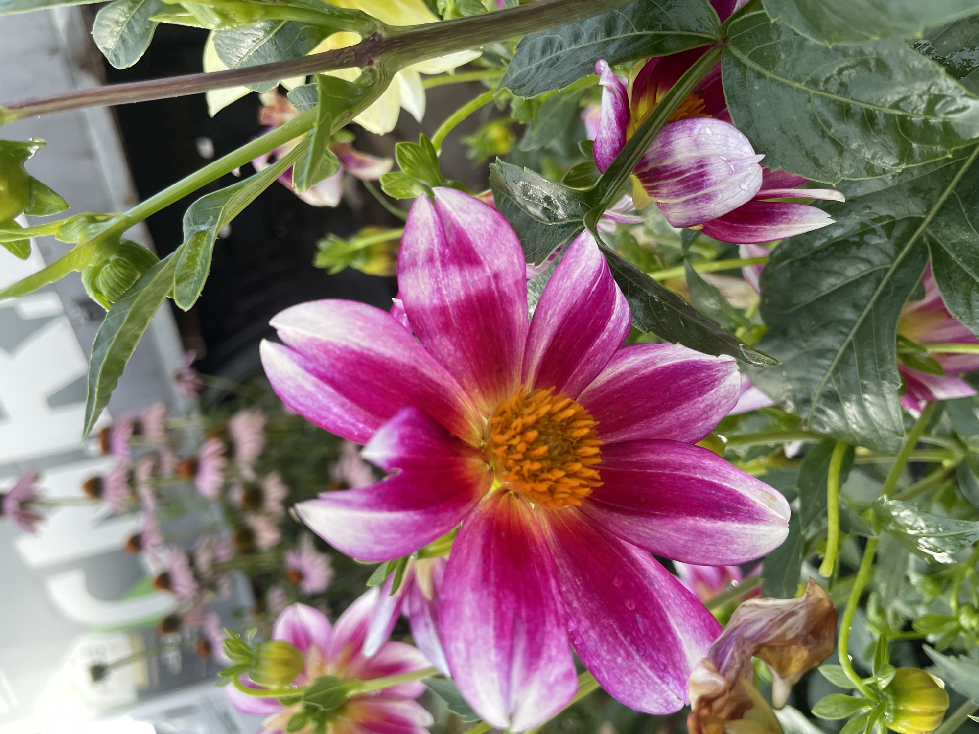 The image captures a close-up view of several flowering plants, predominantly featuring vibrant pink and white striped dahlia blooms. The focus is on a large, fully open dahlia in the foreground, with its intricate petals and bright orange center. Smaller dahlias, some still in bud, are visible throughout the frame, along with lush green leaves that appear to be wet, suggesting recent rain. In the background, out of focus, a cluster of pink coneflowers (Echinacea) adds to the floral arrangement. The overall setting is outdoors, amidst a garden or nursery environment. There is no indication of the specific location within the city of Ufa, Russia, or any people present.