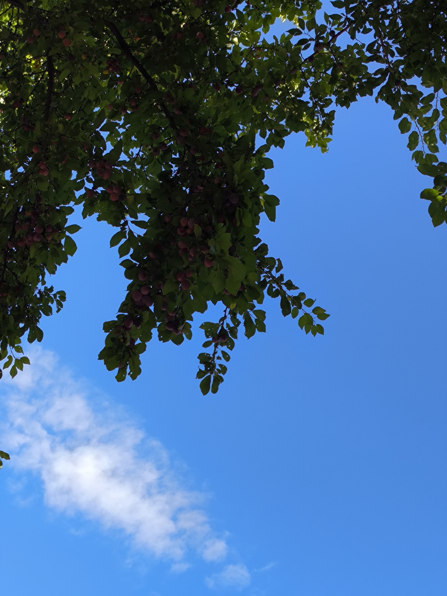 A low-angle view captures a bright blue sky with a few wispy white clouds. Lush green leaves and branches, laden with small, reddish-purple fruit, hang from the top and left sides of the frame, creating a natural canopy. The scene is framed by the foliage, with the clear sky dominating the upper right portion of the image. The fruit appears to be plums, suggesting a late summer or early autumn setting. The image does not depict any people or specific landmarks of Yessentuki, Russia, but rather a common natural scene that could be found in various outdoor locations.