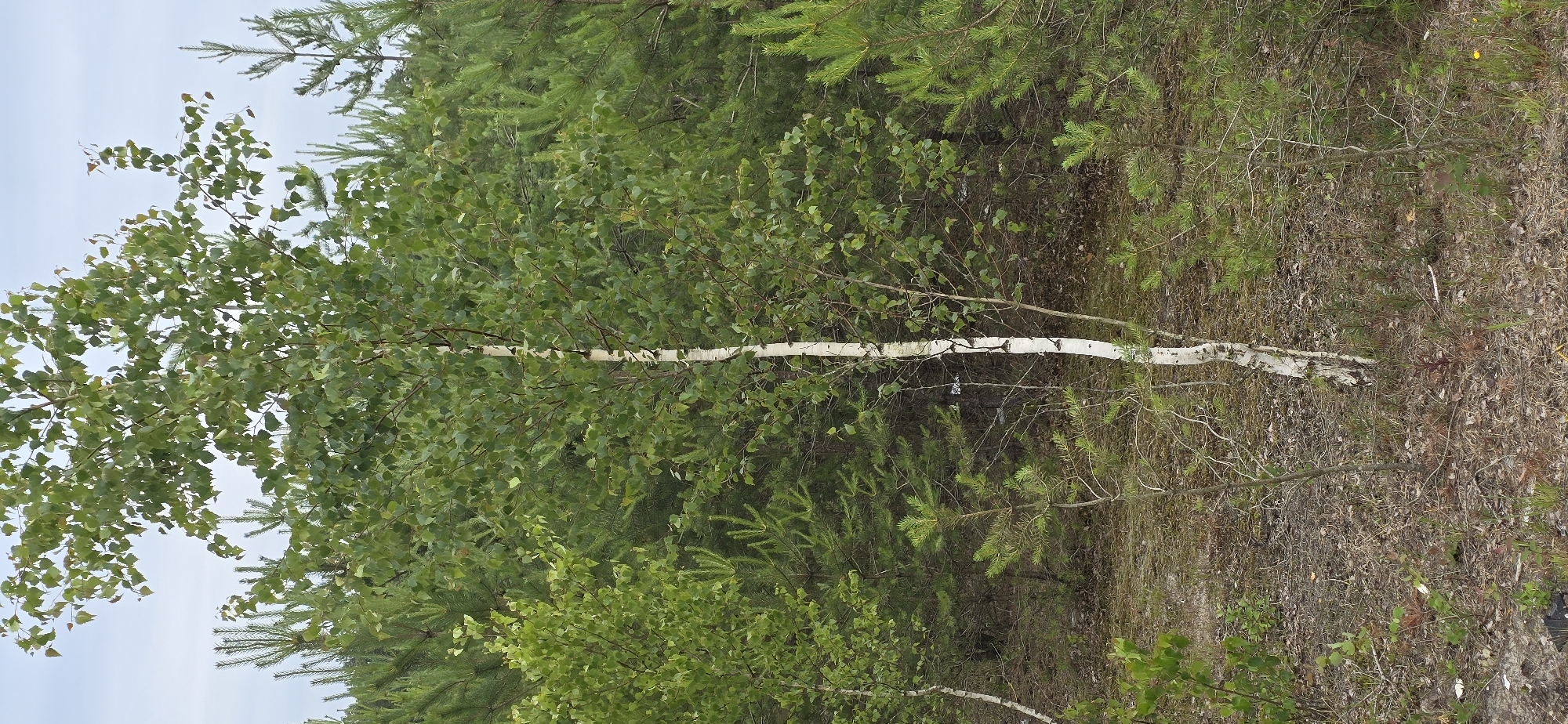 The image shows a young birch tree with a white trunk and green leaves, standing in a forest clearing. The tree is surrounded by other trees, predominantly pine trees, with dense green foliage. The ground is covered with dry leaves, pine needles, and sparse vegetation. The sky is overcast, suggesting a cloudy day. The scene appears to be in a natural setting, likely a forest or woodland area. Given the context, this scene is located in Haren (Ems), Germany.