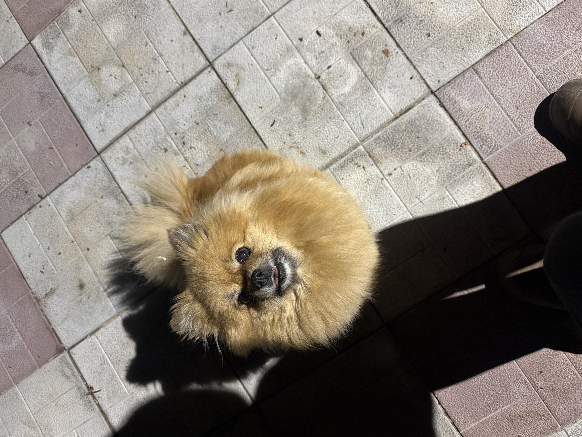 A Pomeranian dog lies on a tiled surface. The tiles are light-colored, with some in a pale pink hue. Shadows are cast across the tiles, indicating a strong light source. A foot is visible in the upper right corner of the frame. The location is not determinable from this image.