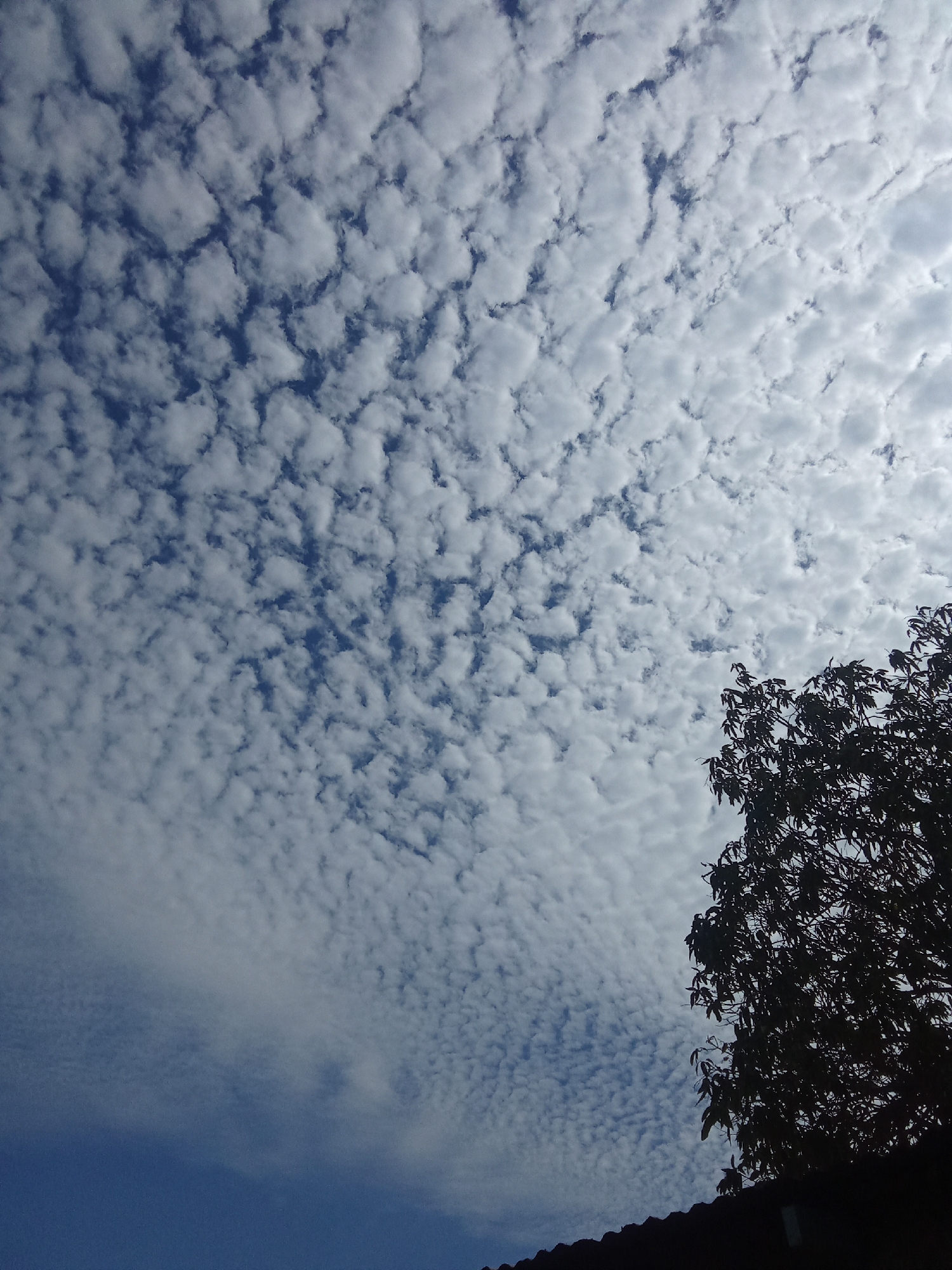The image shows a sky filled with small, puffy clouds, likely Altocumulus clouds, over Juan Griego, Venezuela. The sky transitions from a deep blue at the bottom to lighter shades near the horizon. On the lower right, the dark silhouette of a tree is visible, with a small portion of what appears to be a dark roof or structure partially visible beneath the tree. The cloud pattern is dense and uniform across the majority of the sky.