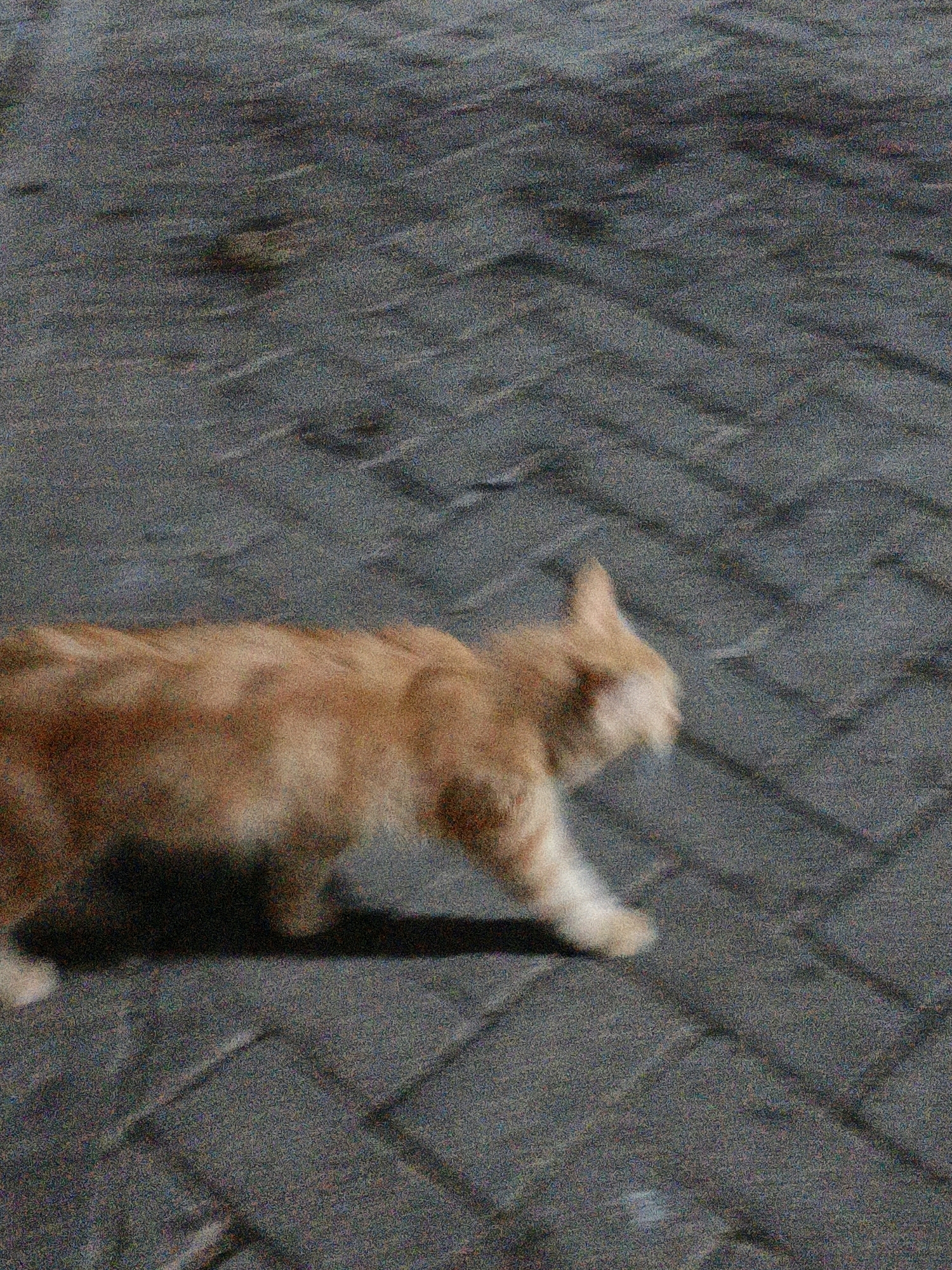 The image, captured in Cikal, Indonesia, depicts an orange tabby cat walking on a paved surface. The cat is in motion, with its body blurred due to camera shake. The ground is composed of dark gray interlocking bricks laid in a herringbone pattern. Shadows suggest a bright, sunny environment. The overall image has a grainy quality, indicating a low-light or high-ISO setting.