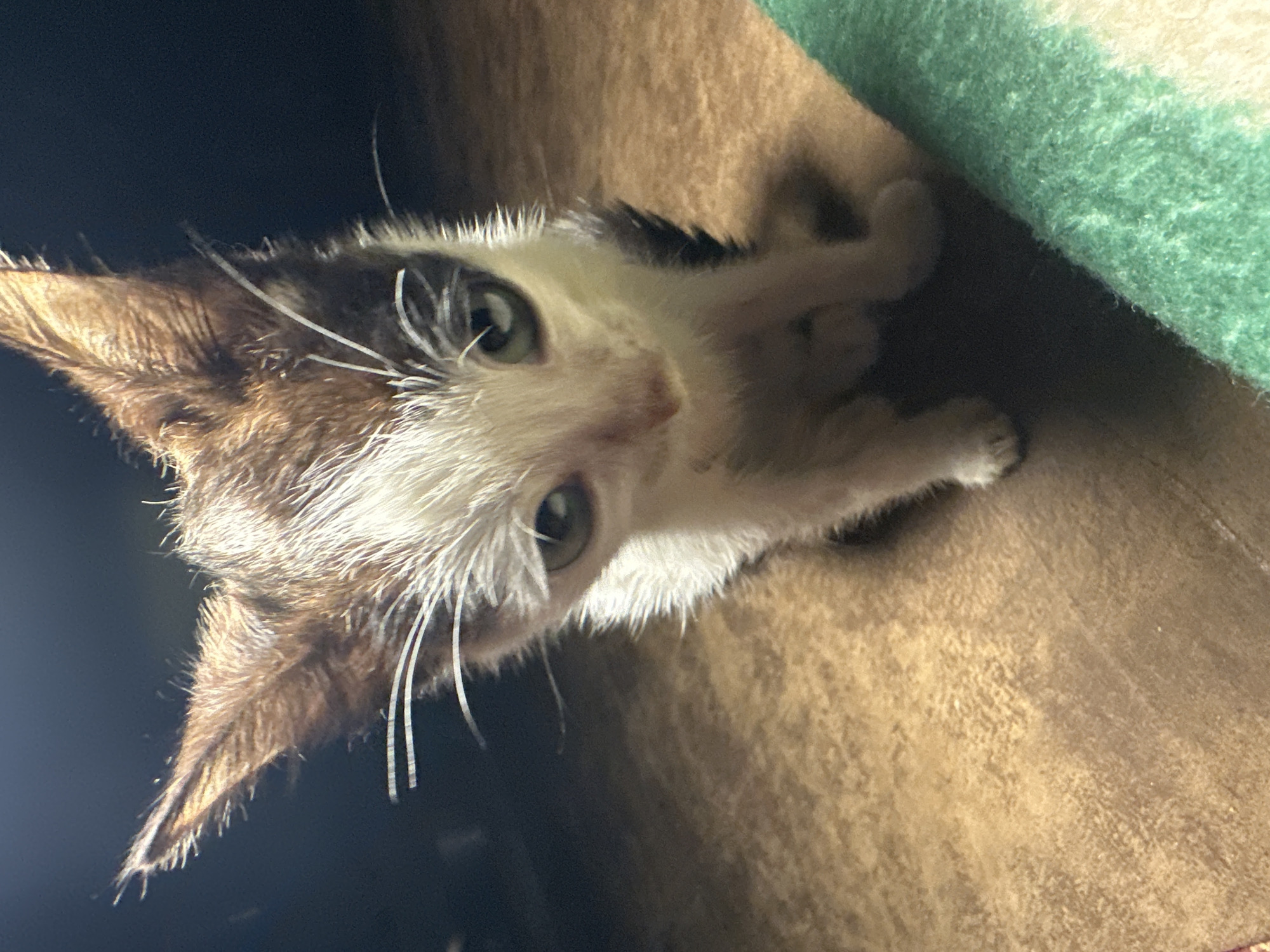 A very young kitten with white and brown fur sits on a textured, brown surface. Its ears are pointed and brown, and its eyes are green. The kitten is looking down. To the right, a green and cream colored blanket is visible. The background is dark. This image was taken in the city of Jos, Nigeria.