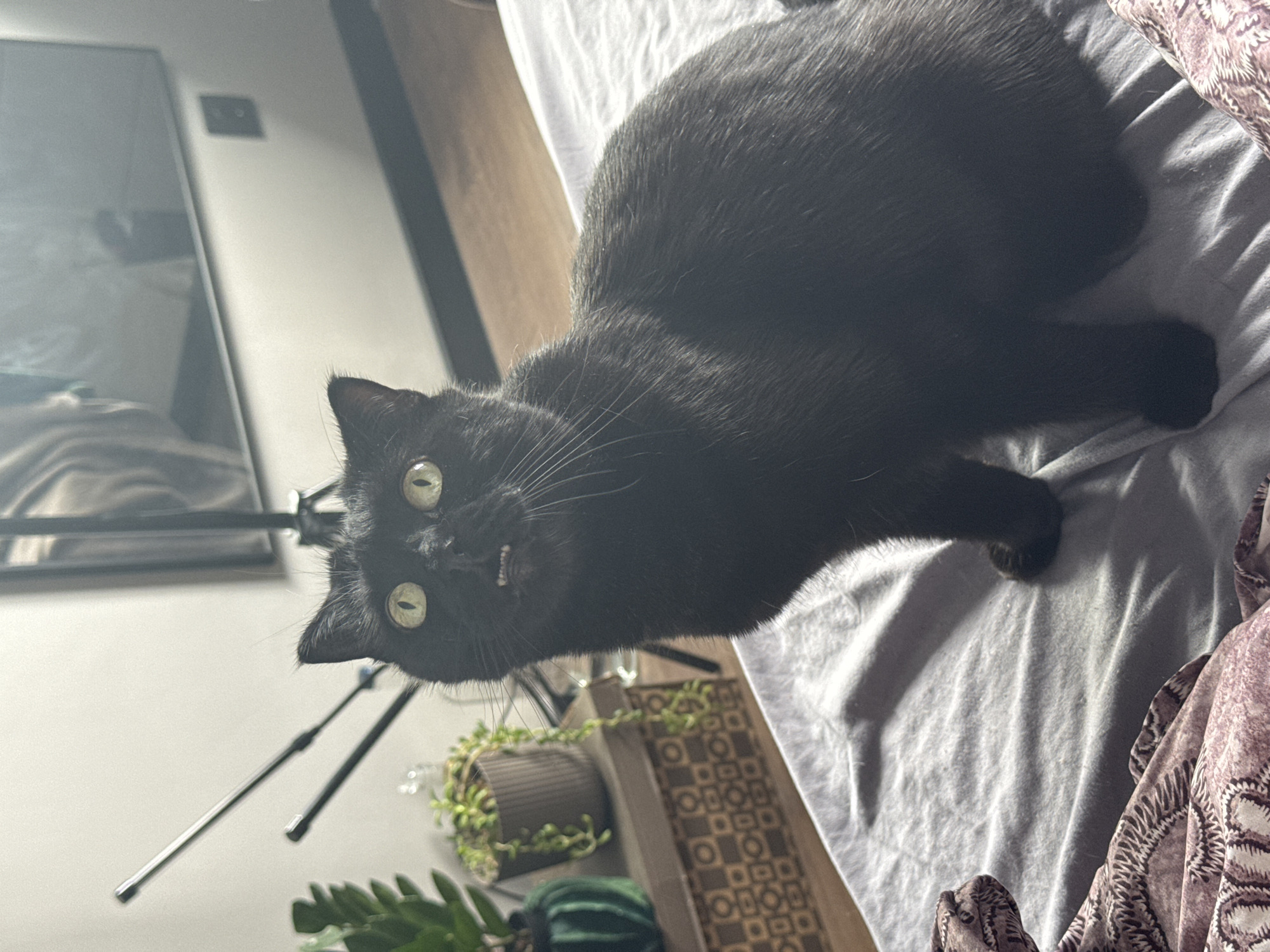 A black cat with yellow-green eyes lies on a light gray wrinkled sheet with a patterned purple and white fabric draped on the right side. The cat is positioned at an angle, its head tilted towards the camera. Its mouth is slightly open, revealing a few teeth. Behind the cat, there is a wall with a television mounted on a stand. There are potted plants on a surface behind the cat. The location is not discernible from the image.