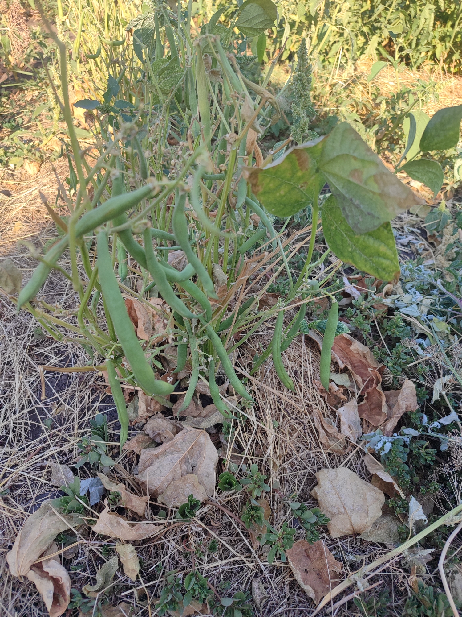 A close-up, eye-level, outdoor shot shows a bush with green beans and dry leaves on the ground. The bush is in the center of the frame, with some of the leaves appearing yellowed and dried. Green bean pods are visible, hanging from the branches. The ground is covered with a layer of dry grass and leaves, with some small green plants growing through. The background is blurred, with hints of more greenery and sunlight filtering through. The lighting suggests it is daytime, possibly late afternoon given the warm tones.