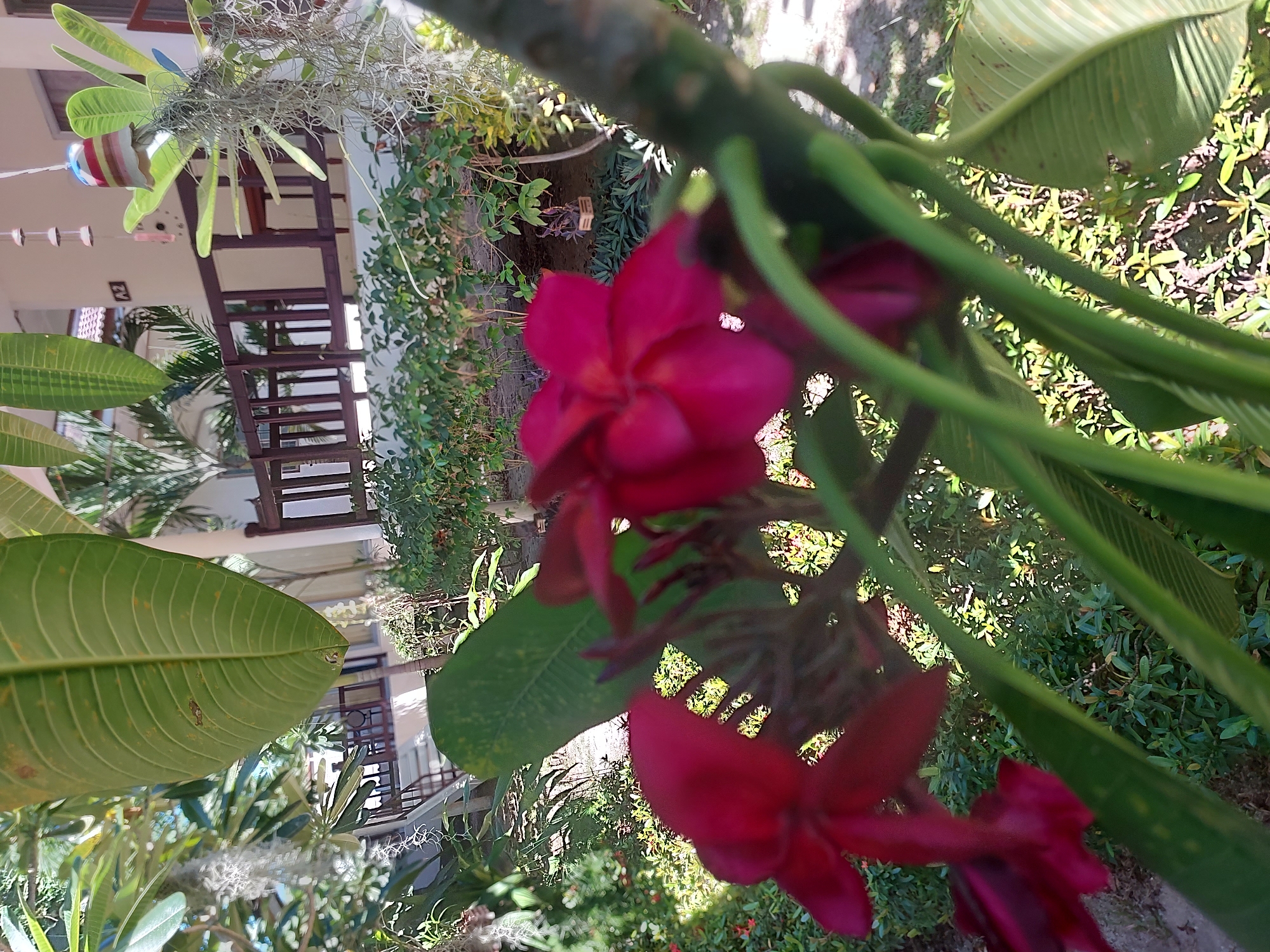 The image is an outdoor, close-up shot focusing on several pink plumeria flowers and their green leaves. The flowers are in the foreground and are blurred, with the focus shifting to the foliage. In the background, a building with a wooden balcony railing and some vegetation can be seen. The building appears to be a resort or guesthouse, as indicated by the presence of a room number sign, "A2," and a small decorative chime hanging from a wire. The surrounding area is lush with greenery, suggesting a tropical environment. The scene is well-lit by natural sunlight. The location is identified as Baan Mae Nam, Thailand. There are no people or animals visible in the image.