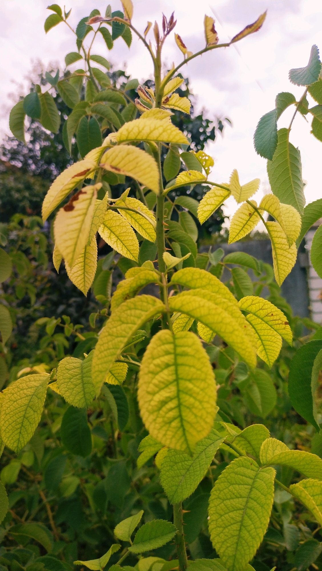 A close-up, vertical shot captures a thorny plant with vibrant green and yellow leaves against a softly blurred background. The plant's stem, covered in sharp thorns, supports clusters of serrated leaves, some of which show signs of browning and discoloration. The foliage is dense, with layers of leaves creating a textured pattern. In the distance, darker green foliage and hints of a structure, possibly a fence or wall, are visible. The sky above is overcast, with soft grey and white clouds. The overall lighting suggests it is daytime. The specific location within Horishni Plavni, Ukraine, is not discernible from the image alone. There are no people or animals present, and no actions or interactions are depicted.