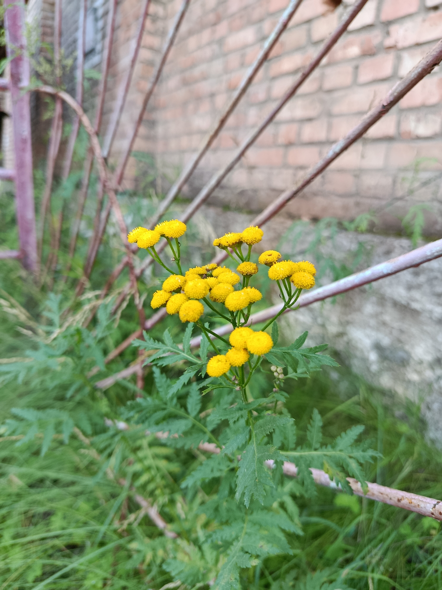 A cluster of small, bright yellow flowers with button-like heads is in focus, set against a background of green foliage and a rustic metal railing. The railing, painted a faded reddish-purple, is slightly rusted and angled across the frame. Behind the railing, a brick wall is visible, constructed from rough, reddish-brown bricks. The overall scene suggests an outdoor setting, possibly a garden or yard in Borodino, Russia, given the presence of common wildflowers and a fence. There are no people or animals in the image, and no specific actions are depicted. The lighting appears to be natural daylight, with some shadows indicating an overcast or diffused light condition.