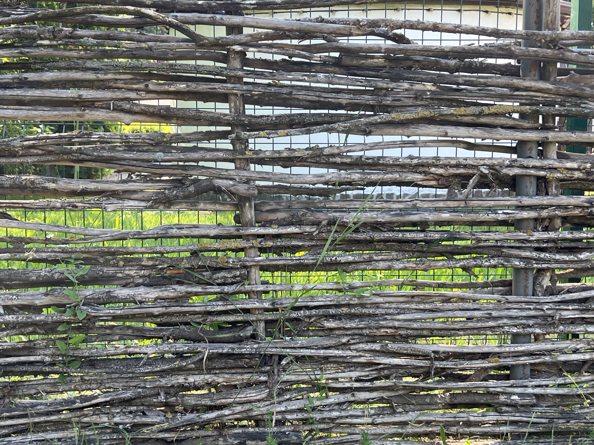 The image displays a close-up, static view of a rustic, horizontally woven fence composed of numerous irregular tree branches and sticks, located in Krasnodar, Russia. The branches, exhibiting weathered bark textures and varying diameters, are interwoven, forming a dense barrier. Several patches of yellowish-green lichen are visible on the surfaces of the branches, particularly in the central and right sections. The fence is supported by vertical elements; a narrow, unrefined wooden post is discernible slightly to the left of the central axis, and a thicker, dark gray metallic cylindrical post is positioned on the right side of the frame. Behind the primary woven fence, a dark-colored, rectangular grid fence, consistent with chain-link or similar mesh, is partially visible. Through the gaps in both fences, a brightly illuminated field of vibrant green grass and vegetation is evident. In the upper background, obscured by the multiple layers of fencing, light-colored structures are faintly discernible, including a building with a dark roofline on the left and a larger, possibly industrial or storage structure on the right. Sparse green grass and small herbaceous plants are visible at the base of the woven fence in the immediate foreground. No human figures, animals, or explicit actions are depicted. The scene is illuminated by natural daylight.