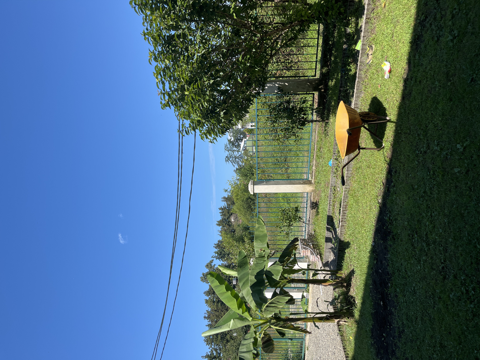 This is a ground-level, outdoor photograph taken on a sunny day in the city of Ureki, Georgia. The scene depicts a backyard or garden area.
In the foreground, a patch of dark soil is visible on the left, transitioning to a well-maintained green lawn that is partially shaded by an unseen object to the left. On the right side of the lawn, a bright orange wheelbarrow is positioned, casting a shadow. Several pieces of colorful debris, possibly children's toys or gardening supplies, are scattered on the grass near the wheelbarrow, including a pair of shoes, one yellow and black, and another with red and white accents.
Behind the lawn is a gray concrete pathway and a low, gray concrete border. To the left of the wheelbarrow, a small citrus tree is planted. Further back, a green metal fence runs horizontally across the image, separating the yard from a more overgrown area. Two banana trees with large, green leaves stand to the left of the fence. Beyond the fence, there is dense foliage and several trees. In the distance, houses and more trees are visible under a clear, bright blue sky. Power lines are strung across the upper portion of the sky.