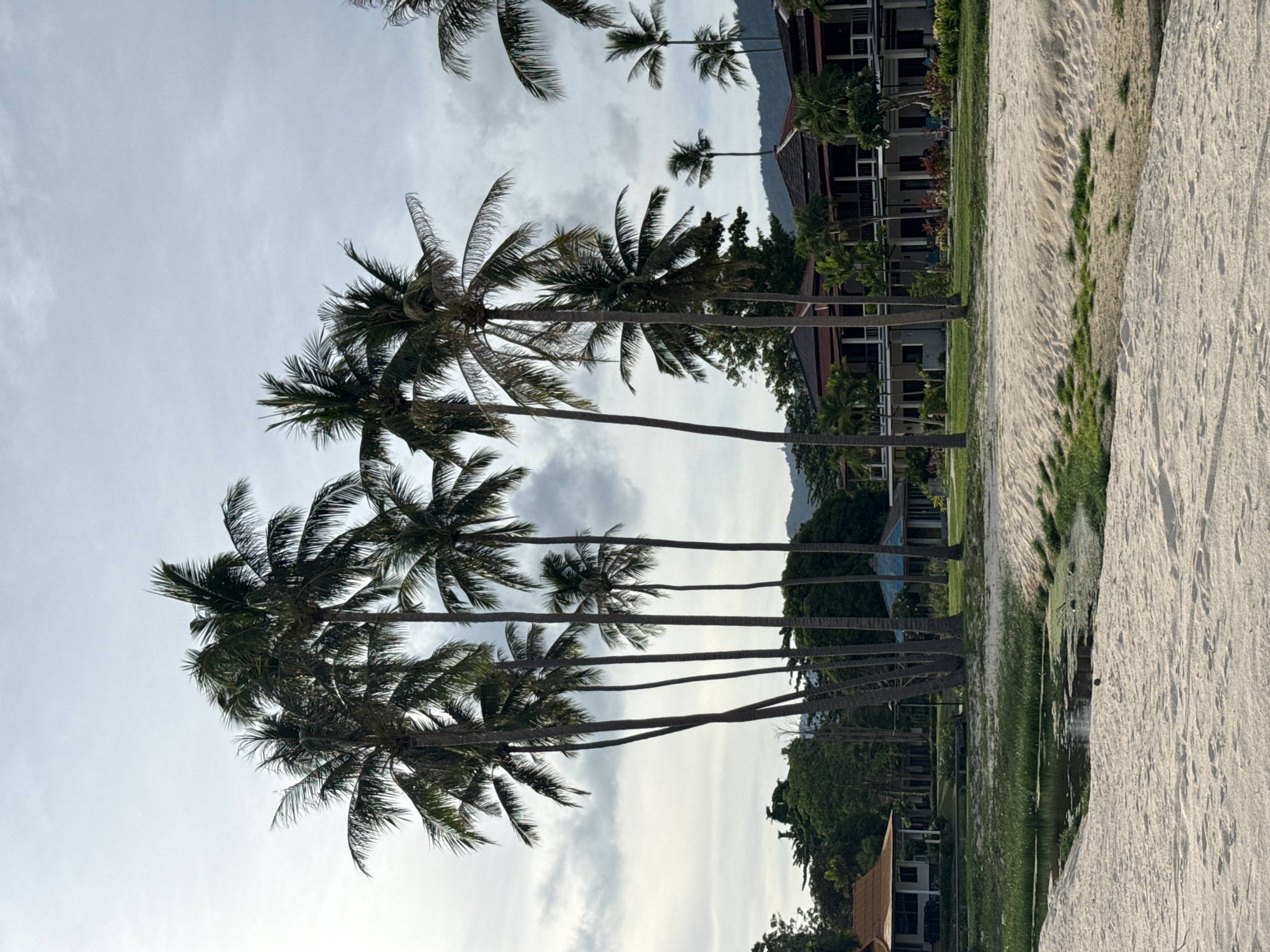 This image depicts a tranquil scene in Baan Harn, Thailand, likely a resort area. The foreground is dominated by a sandy beach with some scattered green grass. A small, dark body of water with some vegetation is present. Behind the beach, a cluster of tall palm trees stands prominently against a cloudy sky. Further back, there are low-rise buildings with red-tiled roofs and white balconies, suggesting accommodation. Lush green trees and foliage surround the buildings, and in the distance, hills are visible. The overall atmosphere is serene and tropical. No people or specific actions are visible in the image.