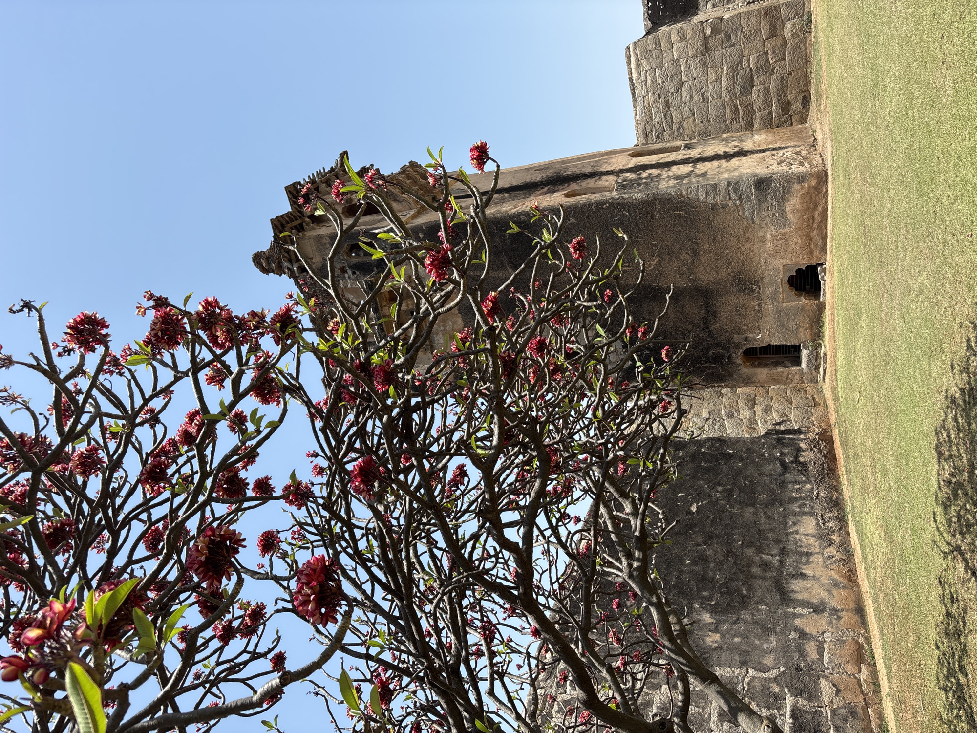 The image captures the Hazara Rama Temple in Kamalapura, India. The view is angled upwards towards the structure, partially obscured by a foreground of flowering trees with dark branches and red blossoms. The temple itself is constructed from stone, displaying visible wear and aging on its surface. It features small arched windows and a section of a green lawn is visible beside its base. The sky in the background is clear and blue.