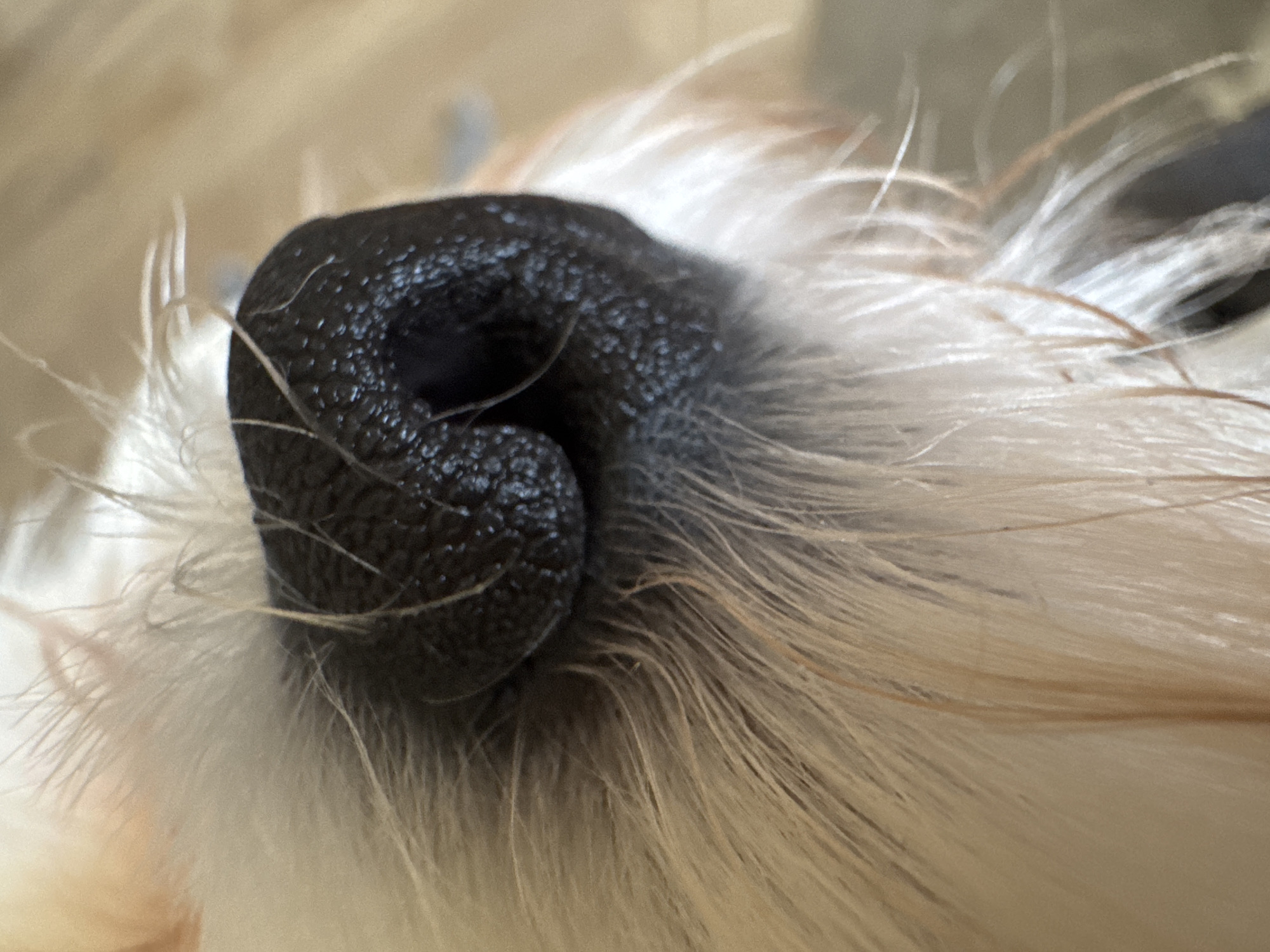 This is a close-up, eye-level shot of a dog's wet, black nose. The nose is in sharp focus, highlighting its textured, bumpy surface and the dark divot that forms the nostrils. Surrounding the nose is soft, light-colored fur, which is slightly out of focus, creating a shallow depth of field. The fur appears to be a mix of white and light brown or blonde strands. The overall lighting is soft and diffused, suggesting it might be indoors or on an overcast day, as there are no harsh shadows. The background is a blurred beige or light tan, indicating a neutral surface or environment. The image conveys a sense of intimacy and focus on a specific detail of the animal. No text is visible in the image. The location context of Mikhaylovsk, Russia, does not provide any directly observable cues within the image itself.
