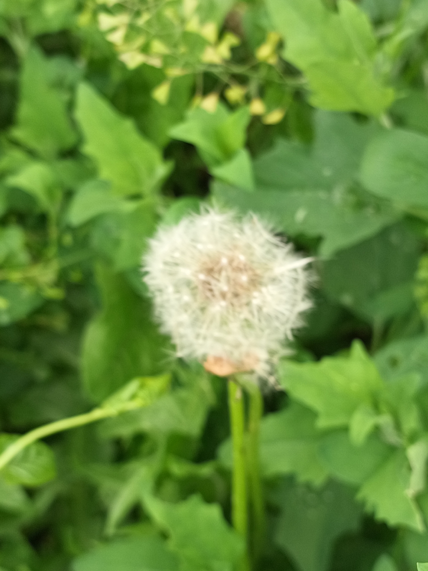 The image shows a dandelion seed head, almost spherical in shape with white fluffy seeds, standing amidst green foliage in a blurred background. The exact location within the city of Unknown, Unknown is indeterminable from the provided image. The focus is on the dandelion.