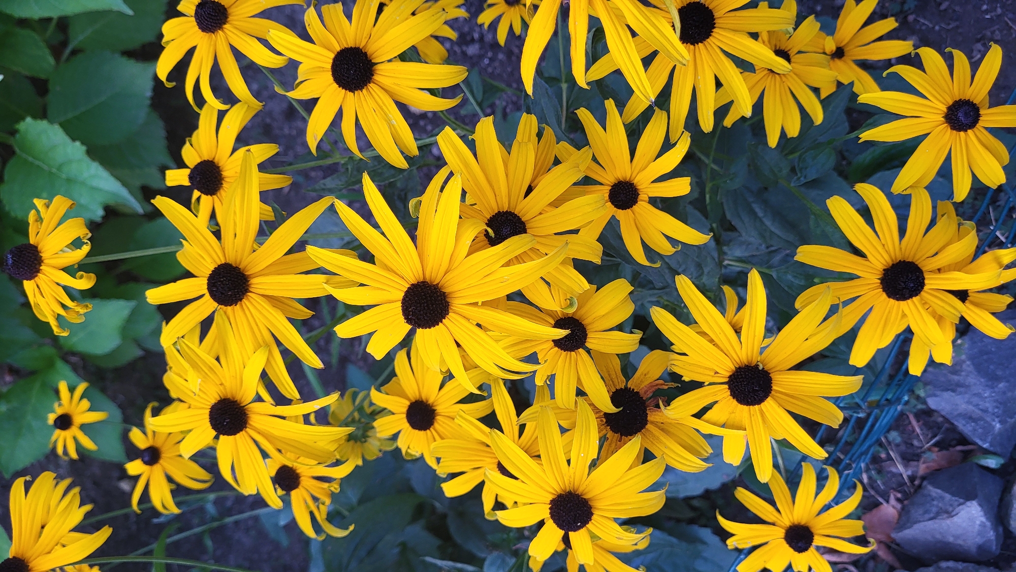 The image shows a close-up, overhead view of a dense cluster of bright yellow Black-eyed Susans with dark centers, likely in a garden setting. The flowers are in various stages of bloom, with some fully open and others partially closed, their petals fanning outwards. The background is a mix of dark green foliage and the dark, out-of-focus ground. The overall impression is one of abundant summer bloom.
This image was taken in the city of Prešov, Slovakia, in a garden within the residential area of Sekčov, specifically near the courtyard of the apartment buildings at "Východná 2, 4, 6". The flowers are growing along the edge of a grassy area, bordering a paved walkway and a low, blue-green wire fence. In the lower left quadrant of the image, several dark, irregular-shaped rocks are visible on the ground, suggesting a naturalistic planting style.
