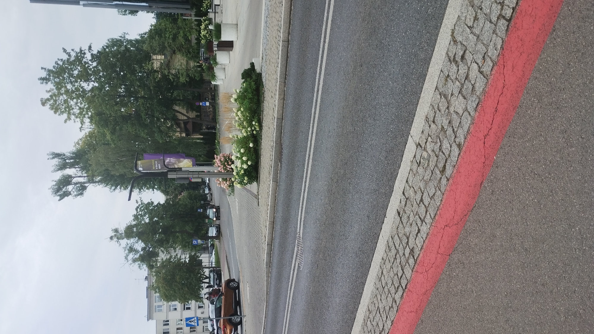 The image depicts a street scene in Bielsko-Biała, Poland. In the foreground, there is an asphalt road with a red painted curb and a cobbled sidewalk. The road shows double white lane markings. In the middle ground, there is a crosswalk and several cars on the street. To the right, there are several large planters filled with white and pink hydrangeas. Behind the planters, there is a modern building with a dark facade. Further back, there are trees and a multi-story building. The sky is overcast.