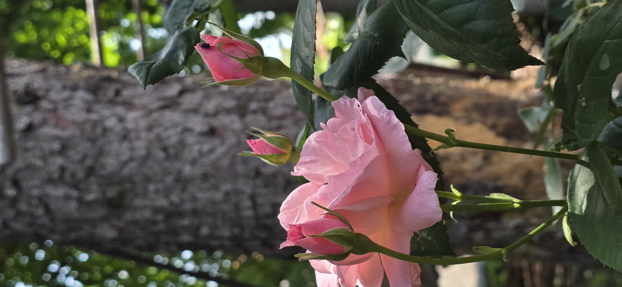A close-up, vertical outdoor shot features several pink roses in varying stages of bloom, set against a blurred background in the city of Partizanin, Bulgaria. In the lower-center, a fully open, light pink rose displays numerous soft petals. To its left, two rosebuds with vibrant pink tips and green sepals extend upwards on thin green stems. To the right, another similar rosebud is prominent, hosting a small, dark insect on its tip. Dark green leaves with serrated edges are visible around the roses, providing a foreground and midground element. The background is significantly out of focus, dominated by the textured, greyish-brown bark of a large tree trunk. Blurred green foliage and distinct circular bokeh lights, indicating dappled sunlight, are visible in the upper-left and upper-right portions of the frame. A horizontal metallic railing is subtly present in the blurred mid-right background.