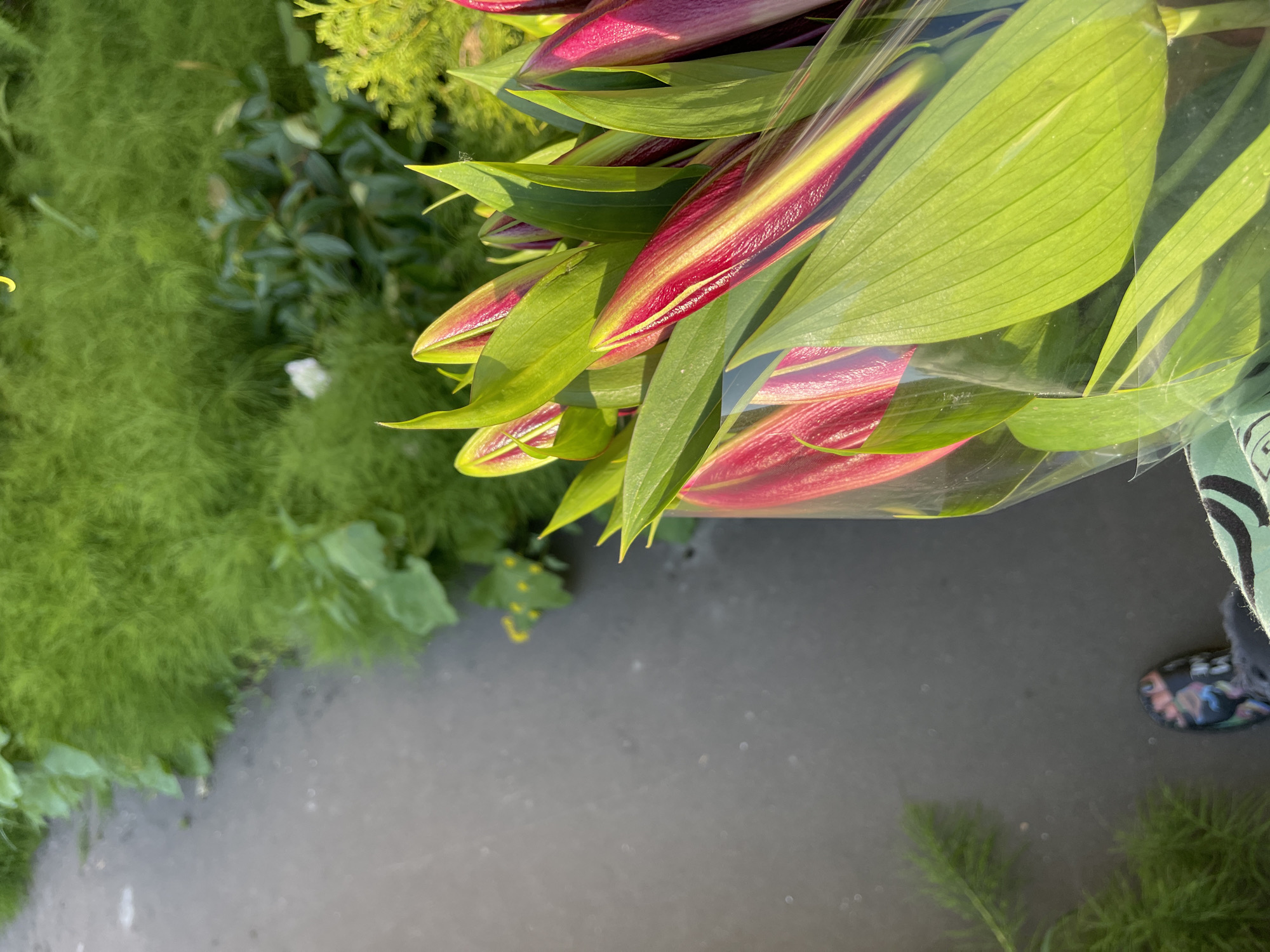This media file depicts a close-up, top-down view of a bouquet of pink and yellow lilies, wrapped in clear plastic, resting on a dark, textured surface. The lilies are predominantly in bud form, showcasing their vibrant colors and the smooth, waxy texture of their petals. Lush green foliage, including feathery asparagus fern and broader leaves, surrounds the bouquet, suggesting an outdoor or garden setting. The background is a mix of out-of-focus greenery and the dark ground, which appears wet, possibly indicating recent rain or a damp environment.
A small portion of a person's leg and foot, wearing a patterned clog, is visible in the lower right corner, providing a sense of scale and human presence. The lighting suggests it is daytime, with the sun casting shadows and highlighting the glossy surfaces of the flowers and plastic wrap. The overall mood is one of natural beauty and perhaps anticipation, given the unopened buds. No text is visible in the image. The context provided, Kommunarka, Russia, suggests this scene might be in a garden center, a private garden, or a street vendor display within that location.