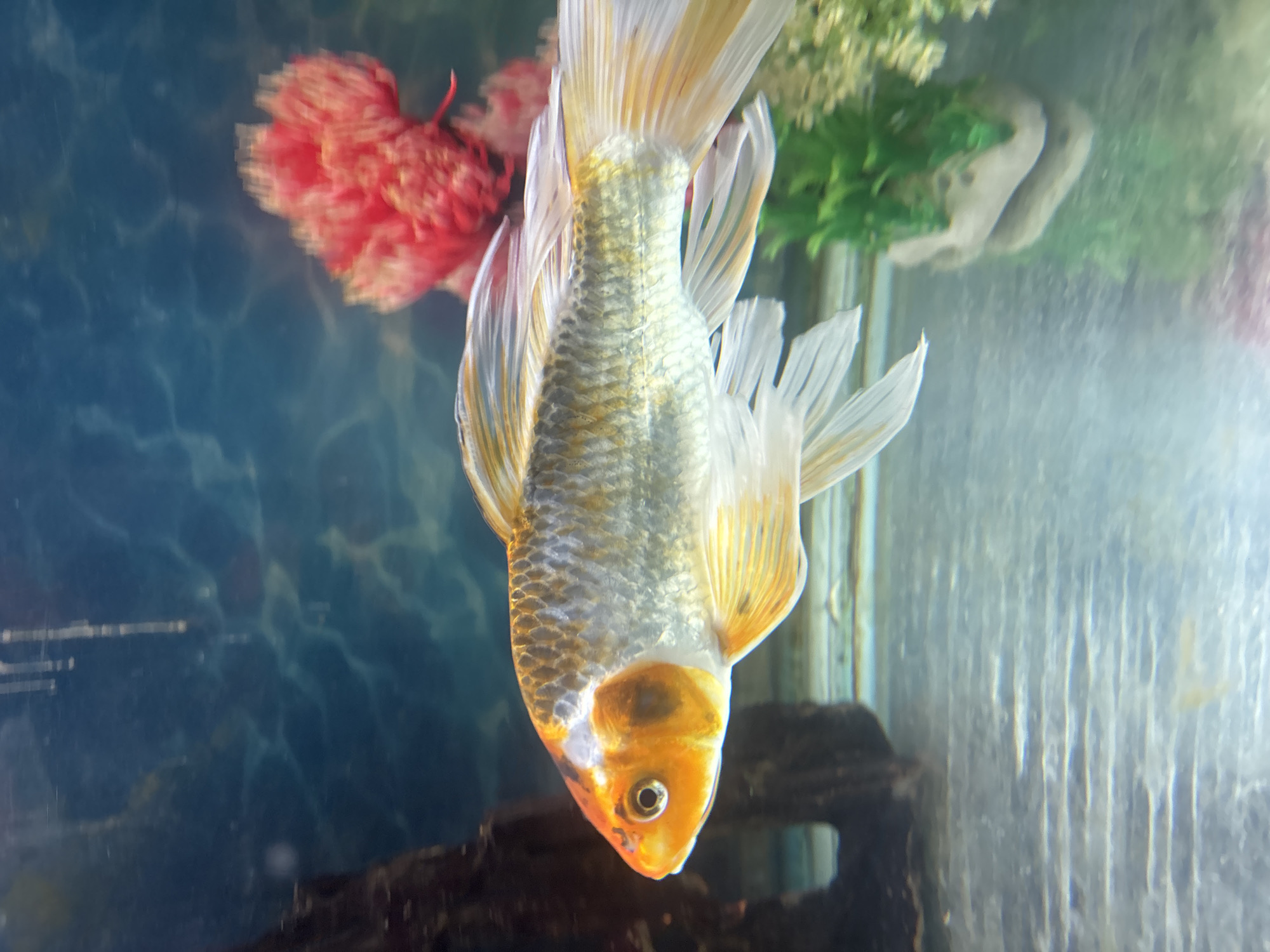 A koi fish with orange and white scales swims in an aquarium. The fish is illuminated by light, creating a soft glow. In the background, a blurry red plant is visible, along with a green artificial plant. The aquarium has a dark rock structure on the left and a textured blue background. The water appears clear with some ripples on the surface. The overall scene is serene and aquatic.
